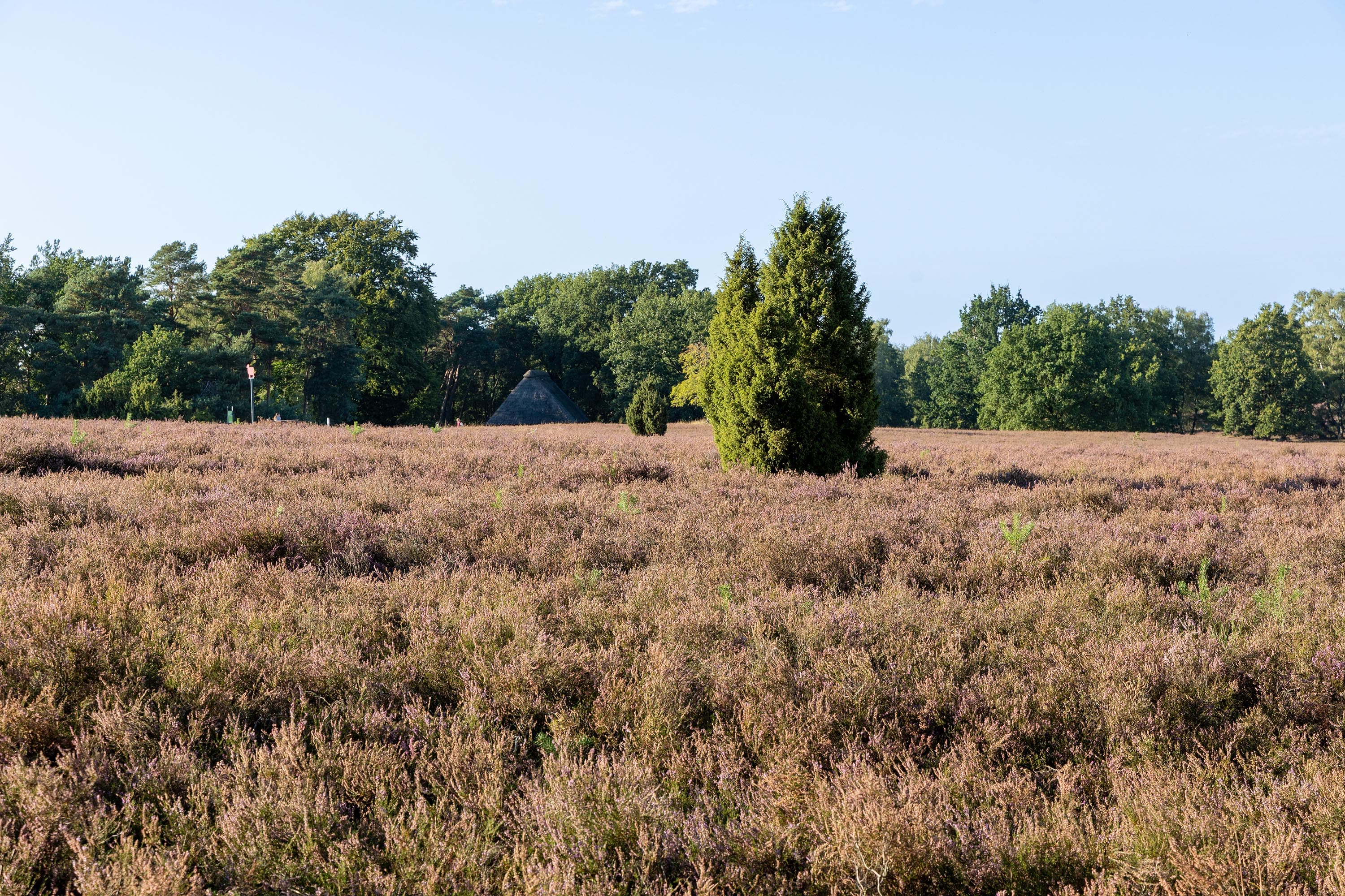 Stand der Heideblüte im Hopen