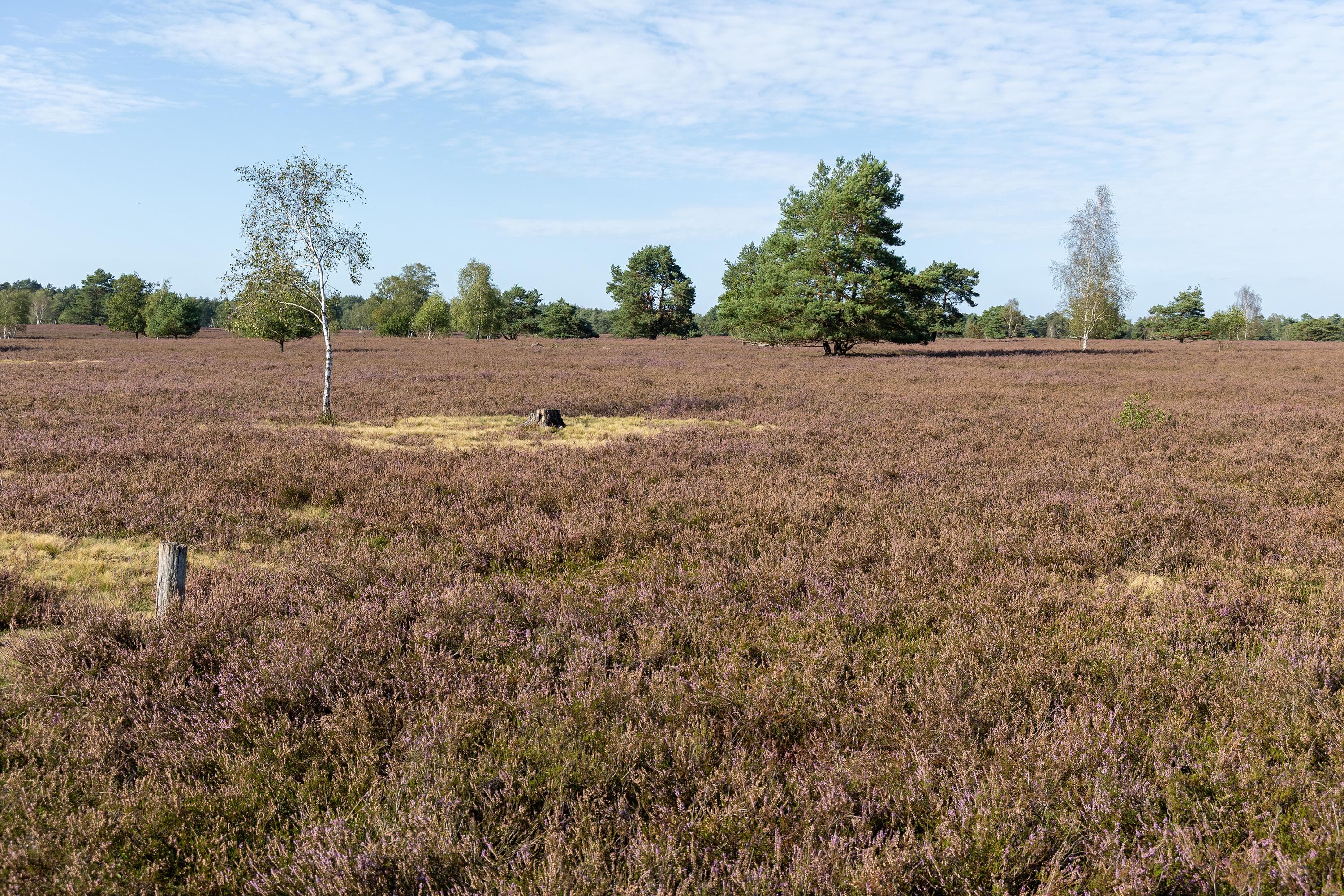 Stand der Heideblüte in der Osterheide