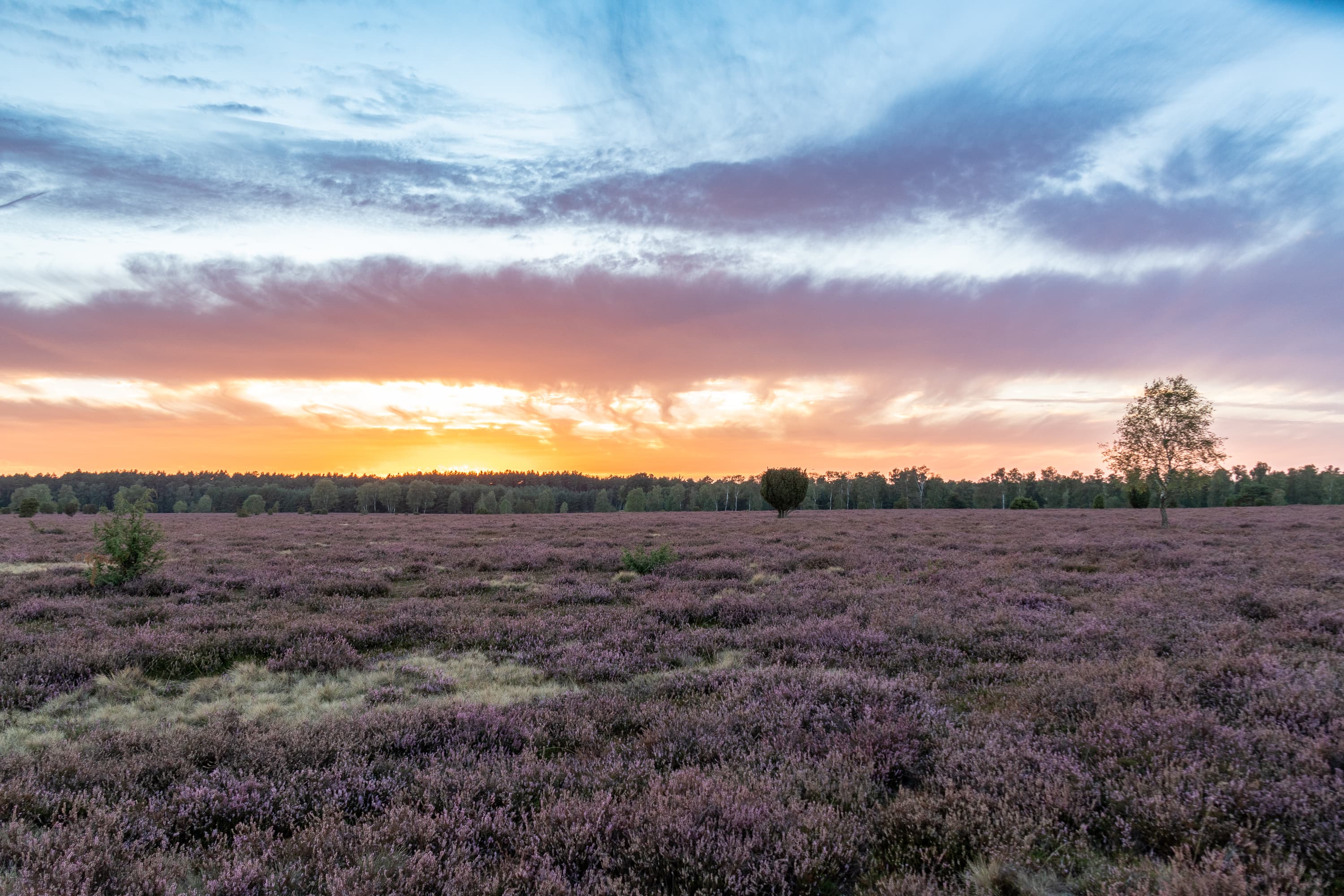 Stand der Heideblüte Oberoher Heide 14.09.2026