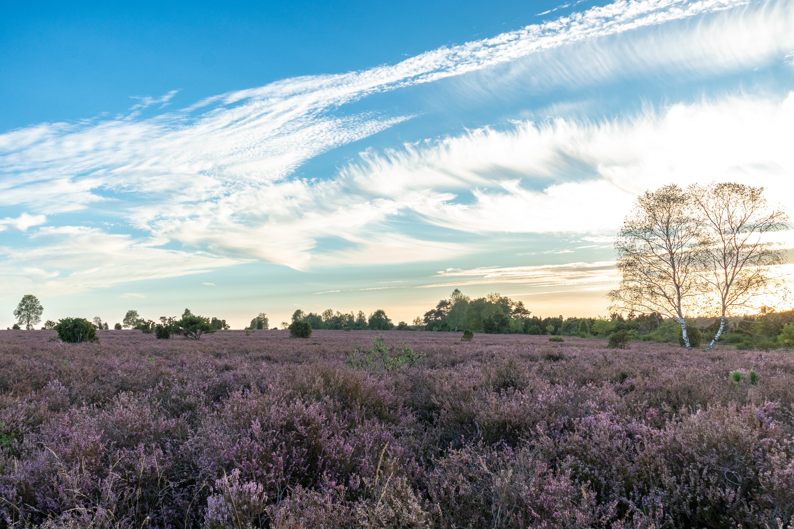 Stand der Heideblüte Wacholderwald, Schmarbek 14.09.2026