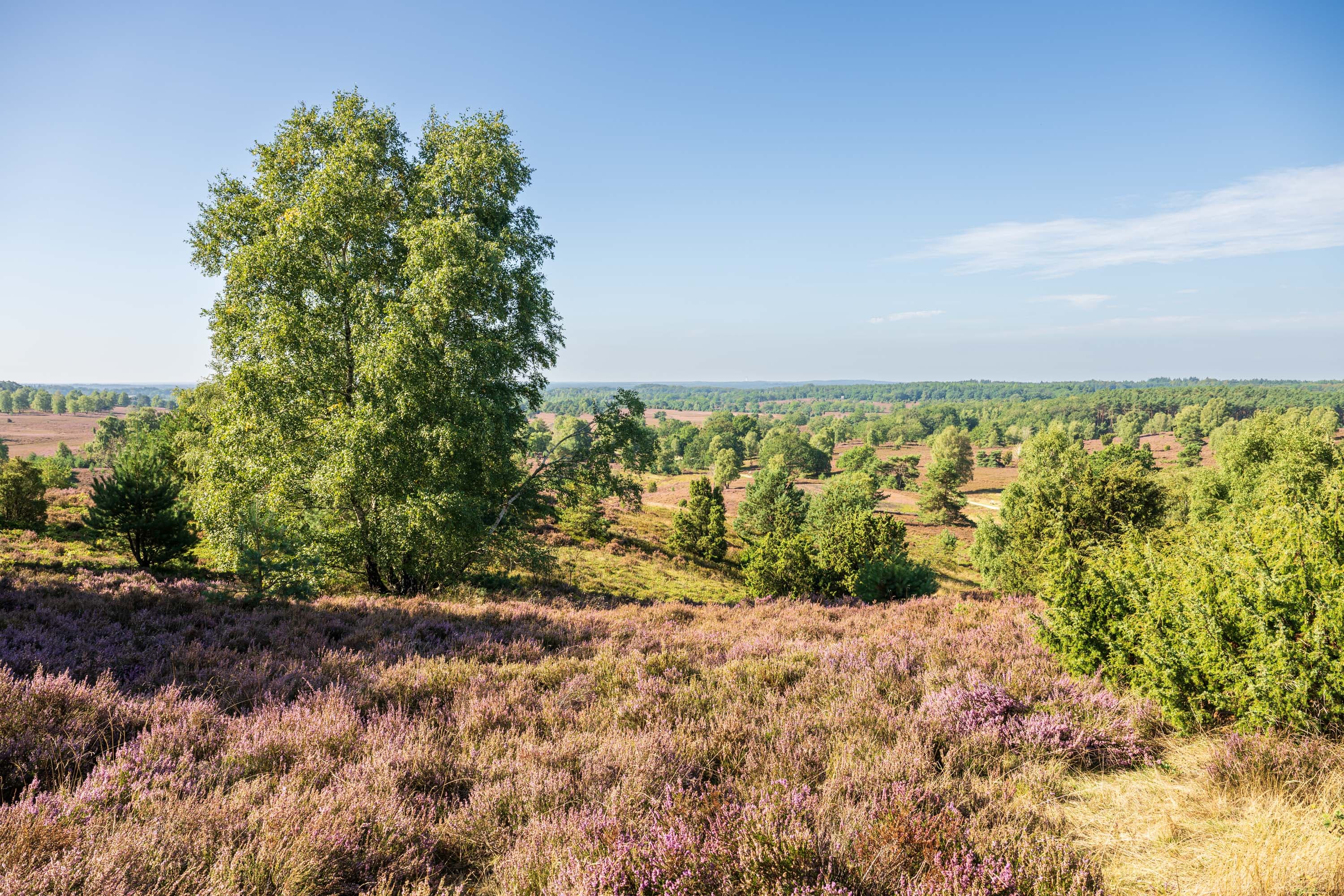 Stand der Heideblüte am Wilseder Berg