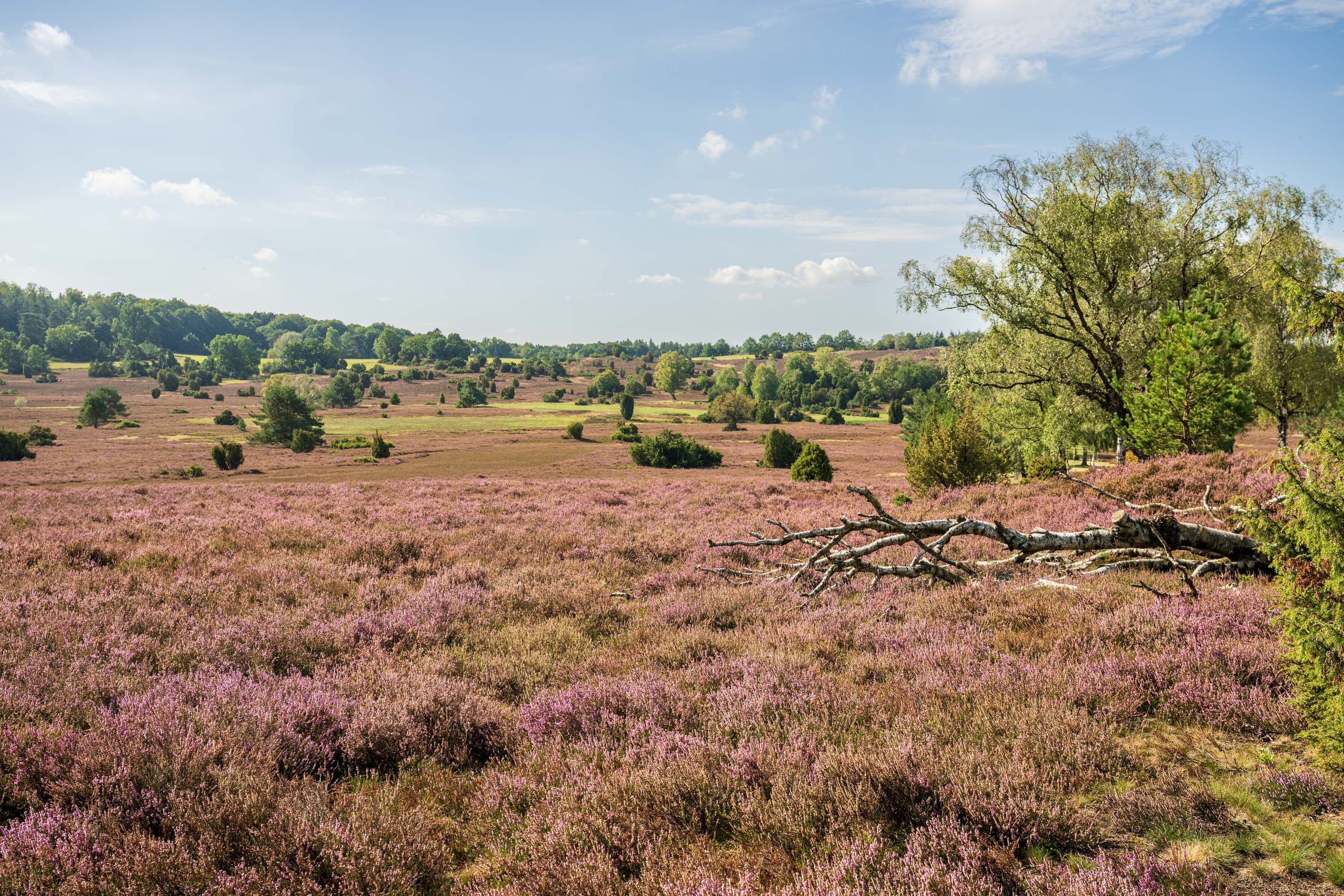 Stand der Heideblüte in der Oberhaverbecker Heide