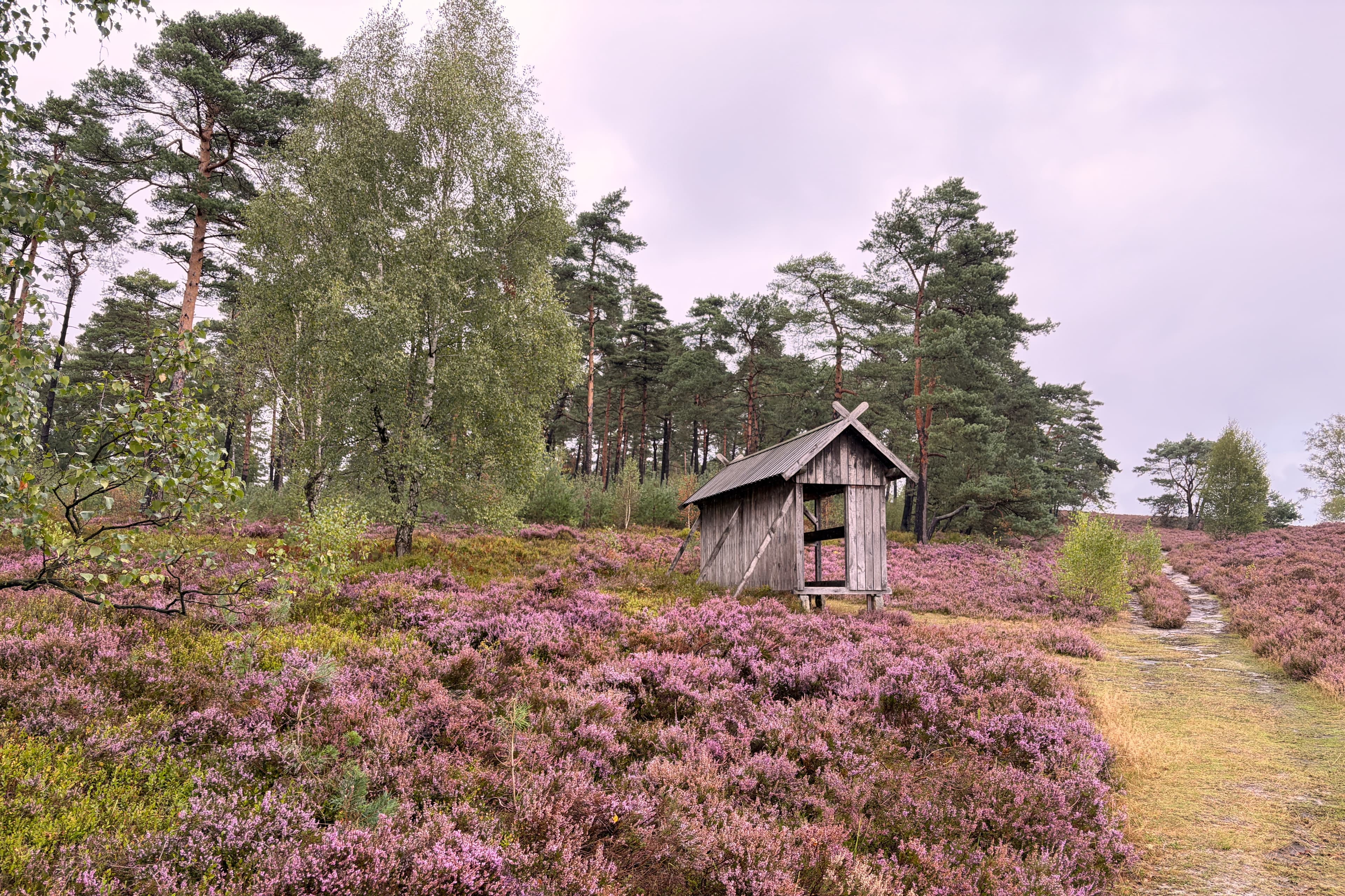 Stand der Heideblüte auf dem Brunsberg