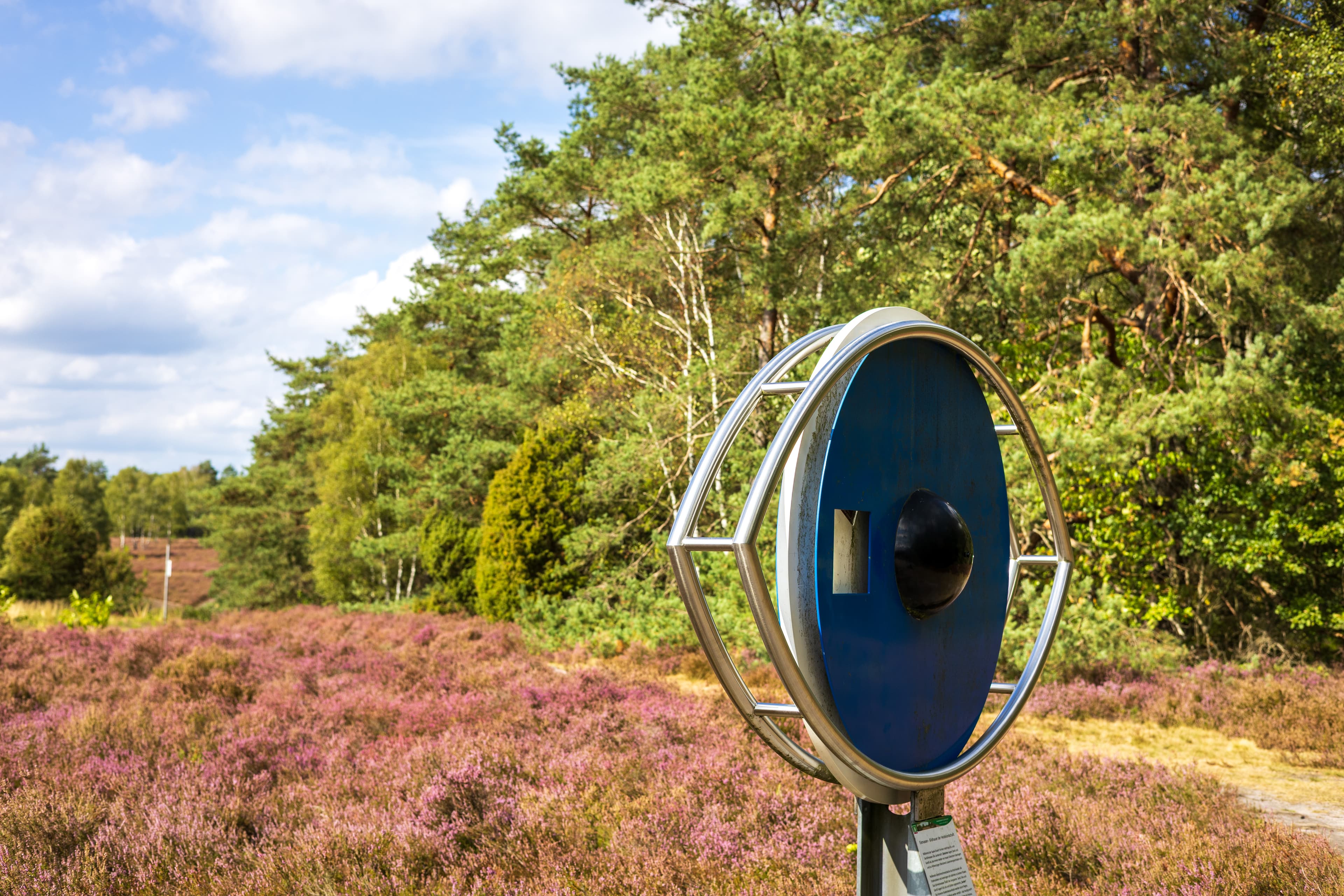 Stand der Heideblüte am Schillohsberg