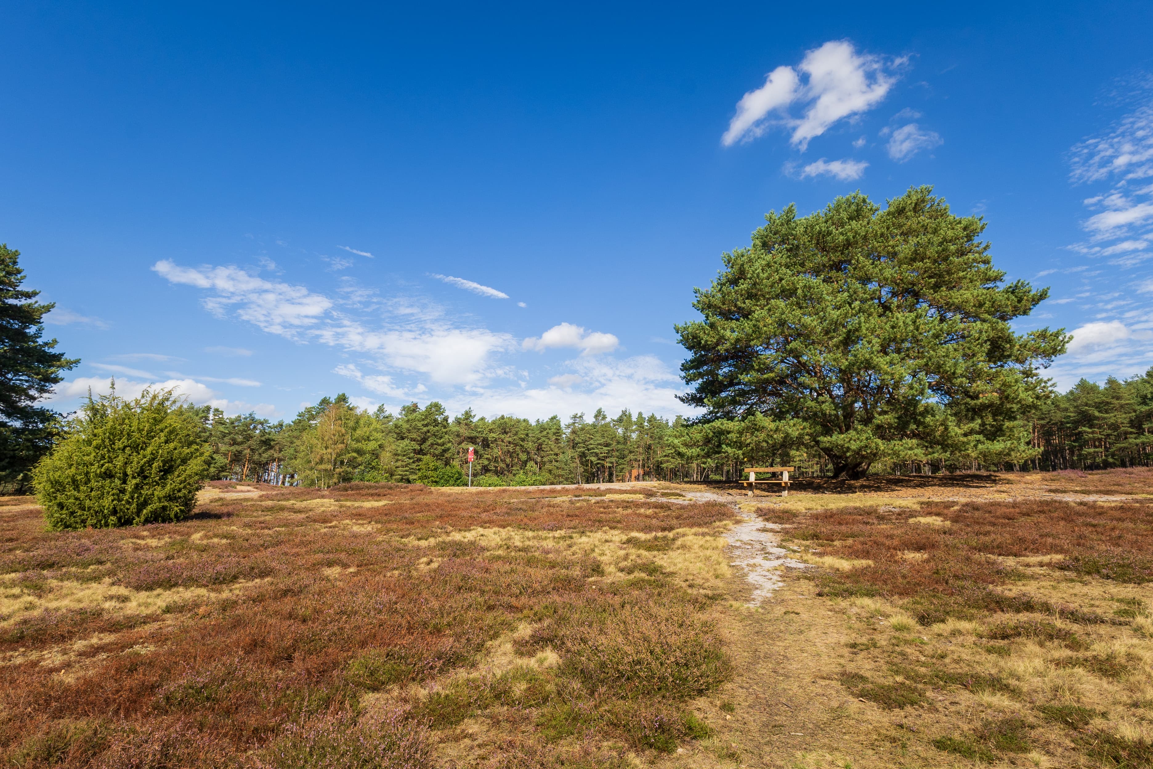 Stand der Heideblüte in der Misselhorner Heide
