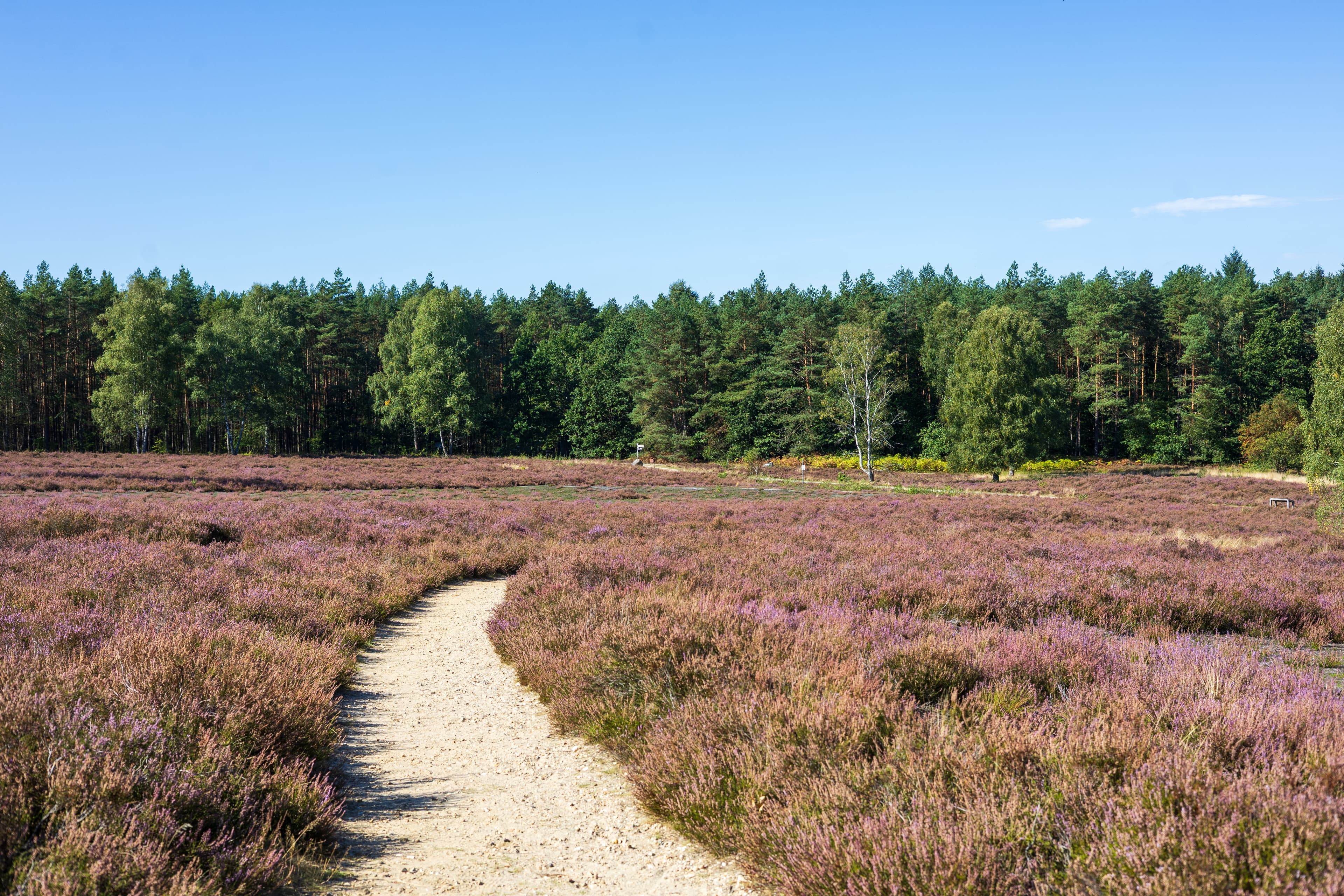 Stand der Heideblüte am Angelbecksteich