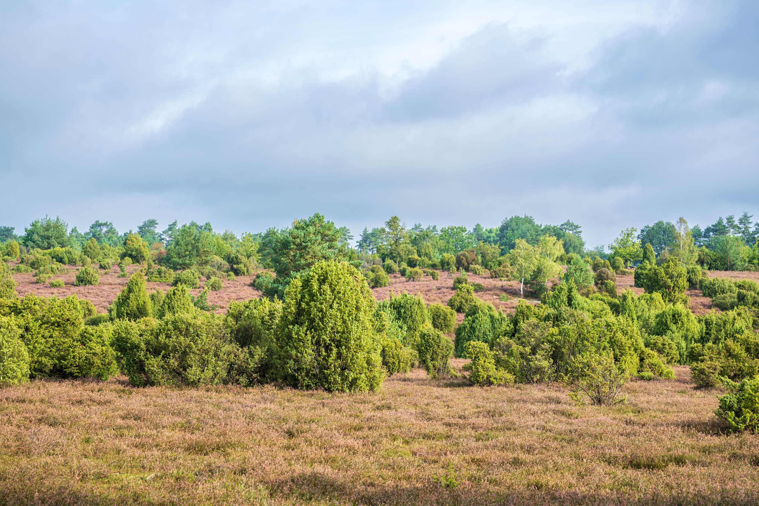 Stand der Blüte in der Ellendorfer Wachholderheide