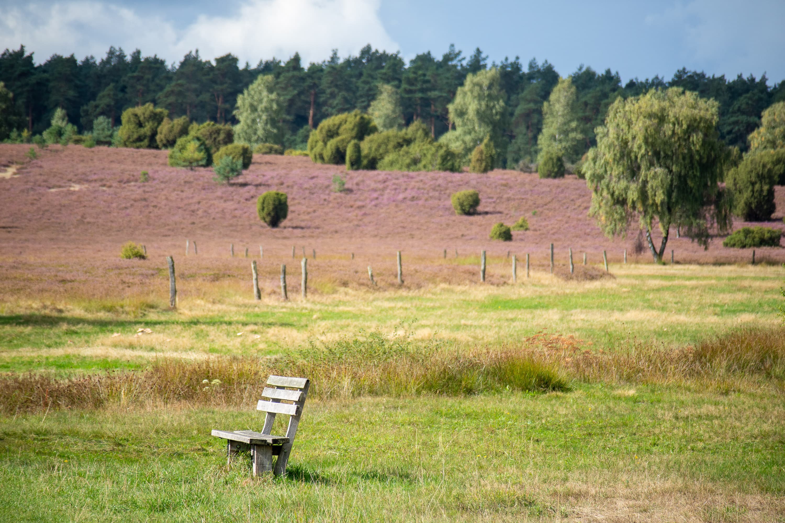 Stand der Heideblüte in der Döhler Heide