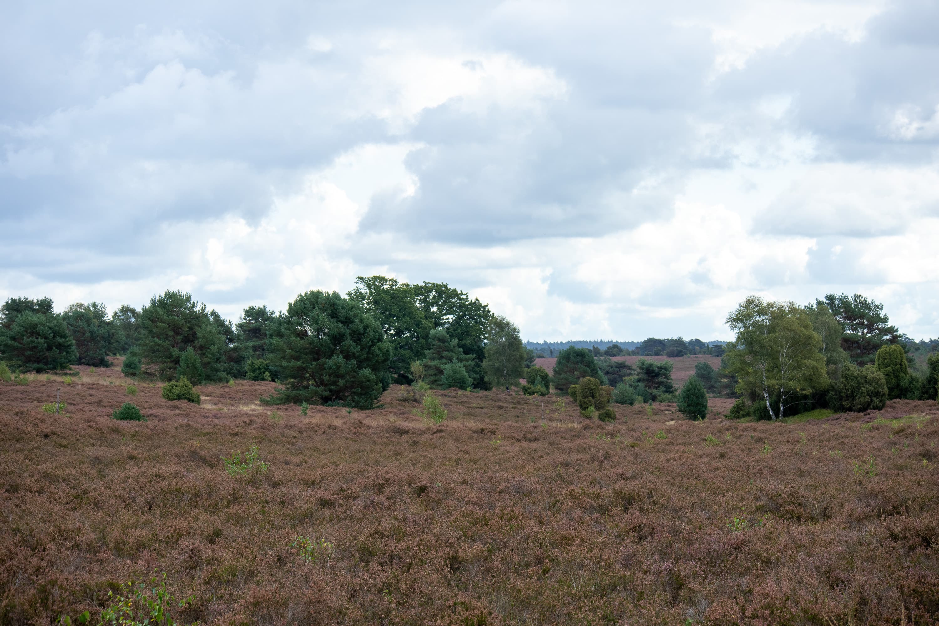 Stand der Heideblüte in der Undeloher Heide