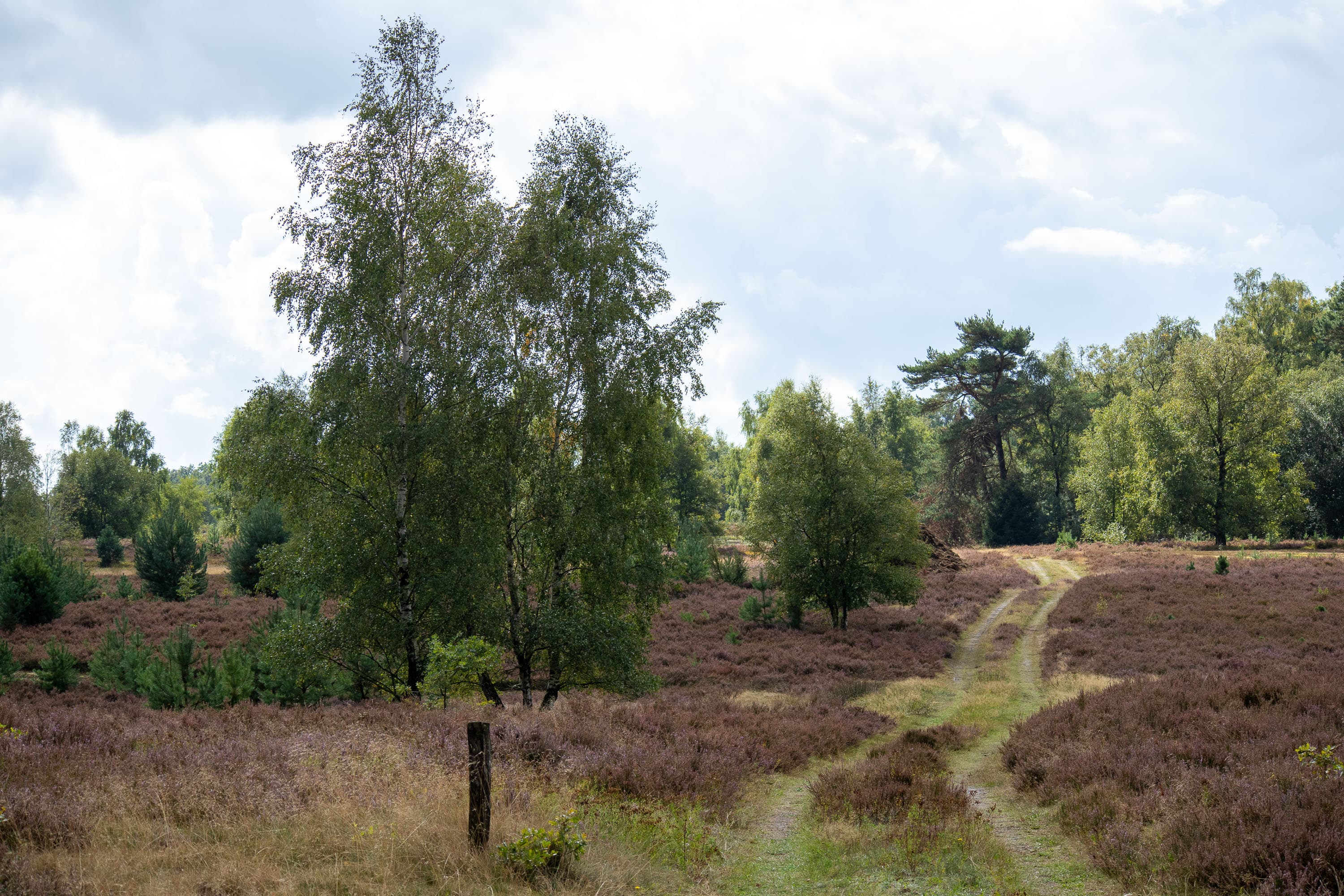 Stand der Heideblüte in der Weseler Heide