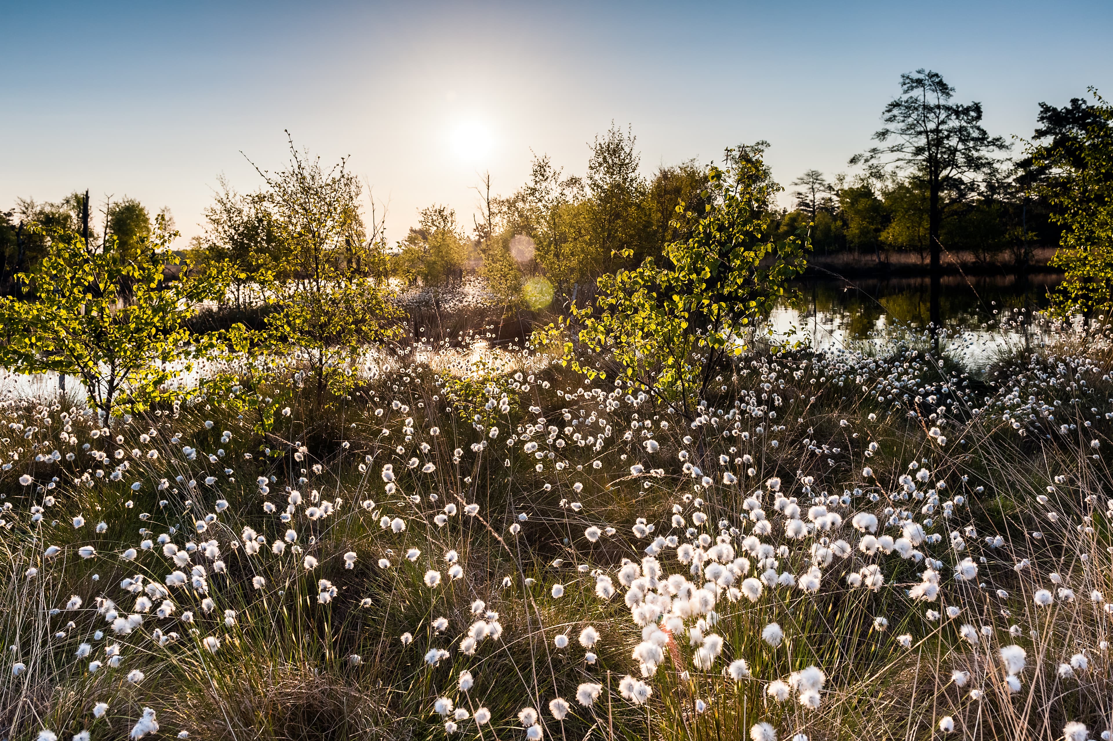 Wollgras im Moor der Lüneburger Heide bei tief stehender Sonne.
