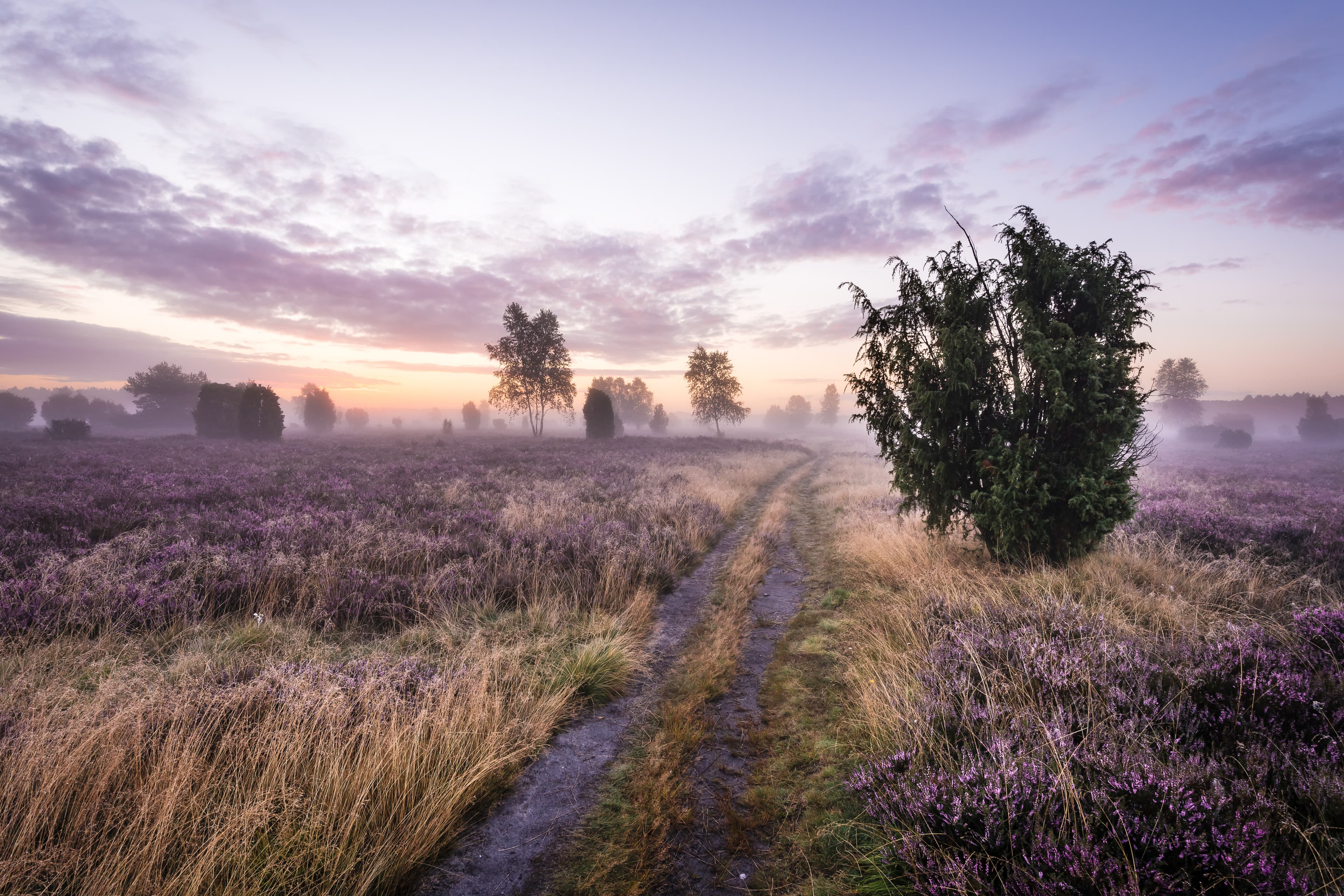 Heideweg durch violette Blüten und Wacholder im Morgennebel bei Sonnenaufgang.