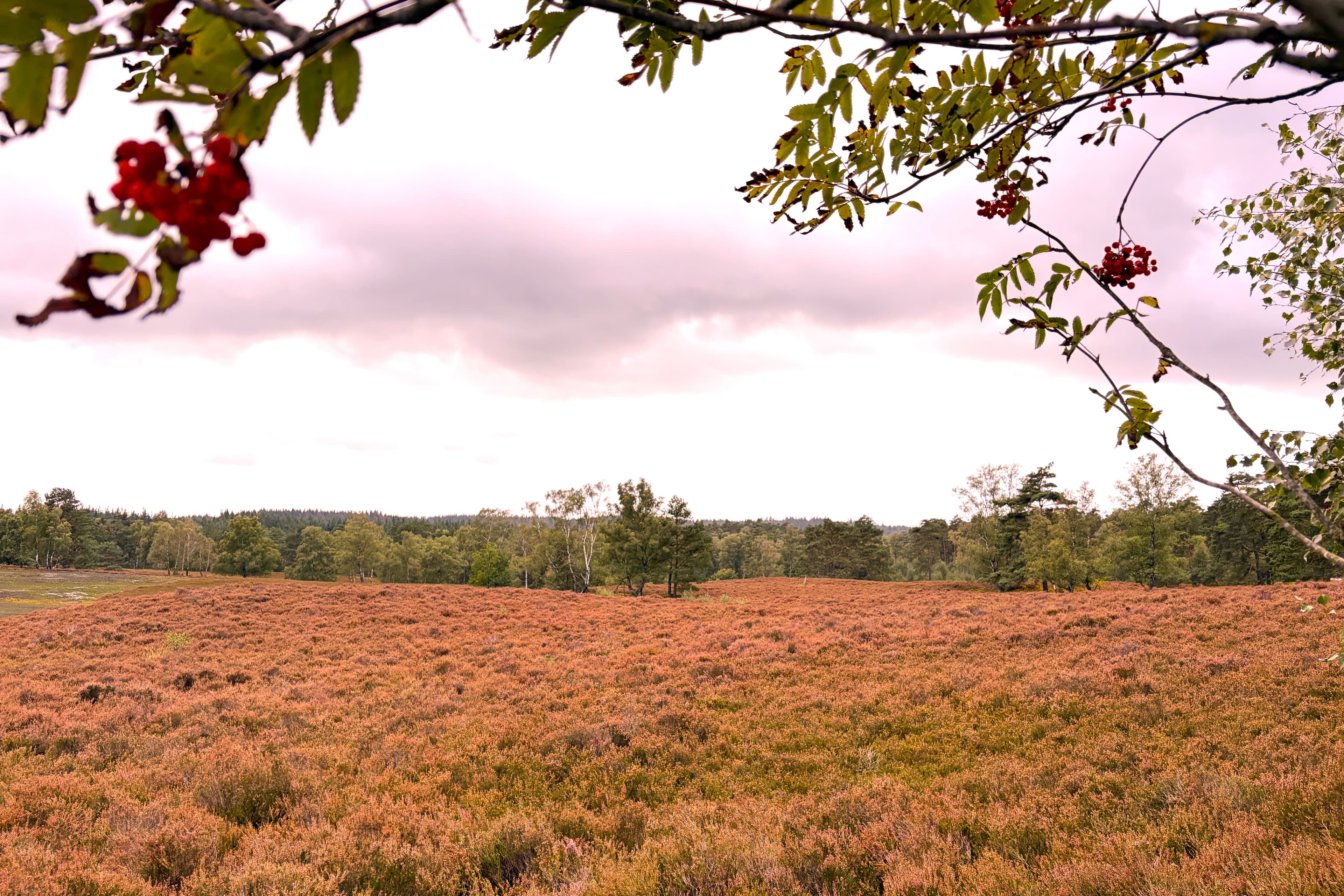 Stand der Heideblüte auf dem Brunsberg