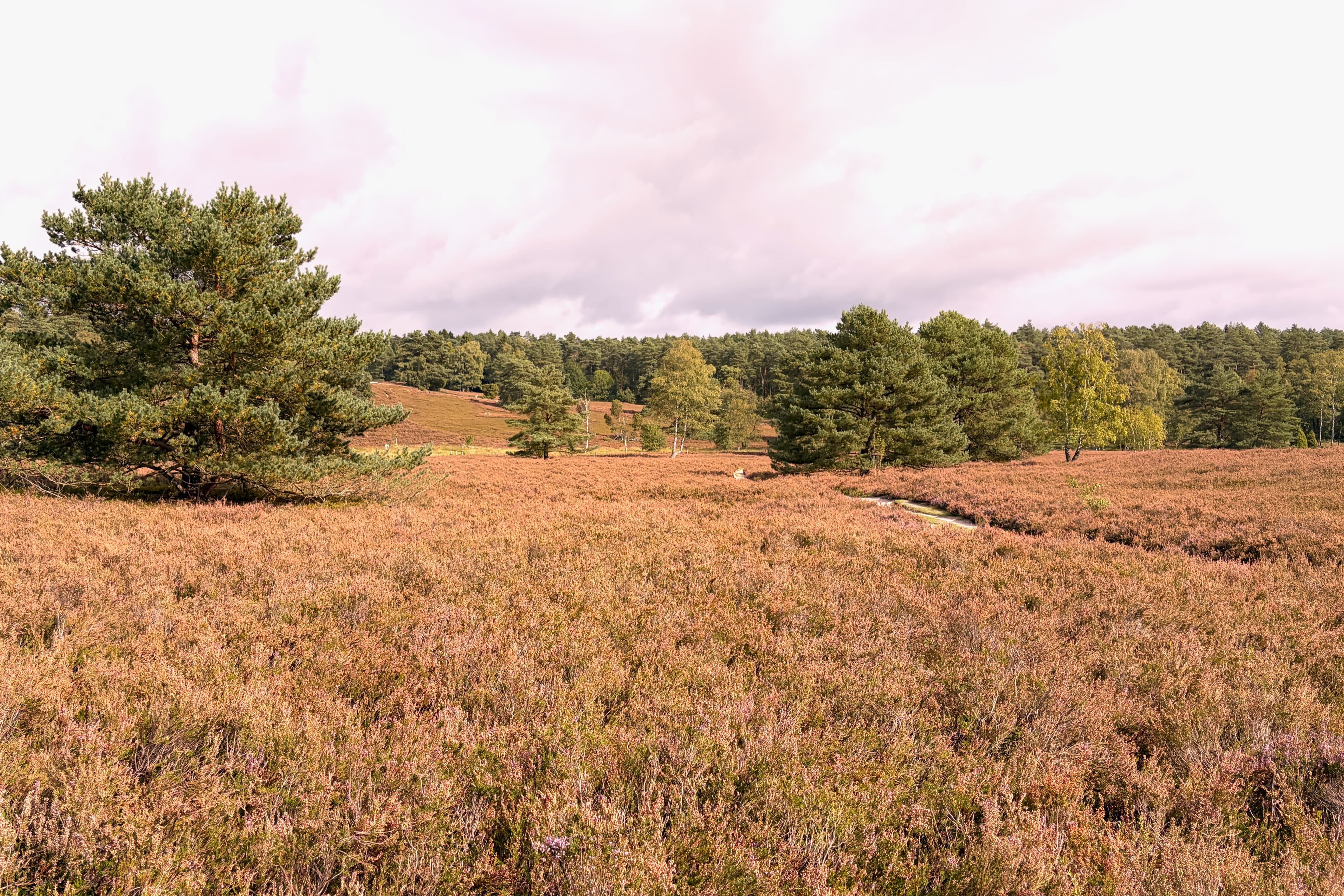 Stand der Heideblüte im Büsenbachtal