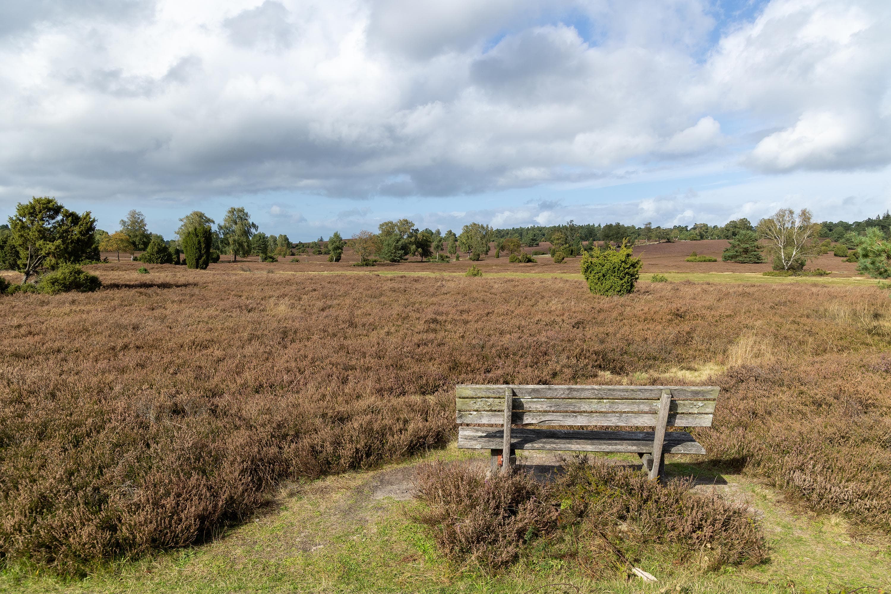 Stand der Heideblüte in der Oberhaverbecker Heide