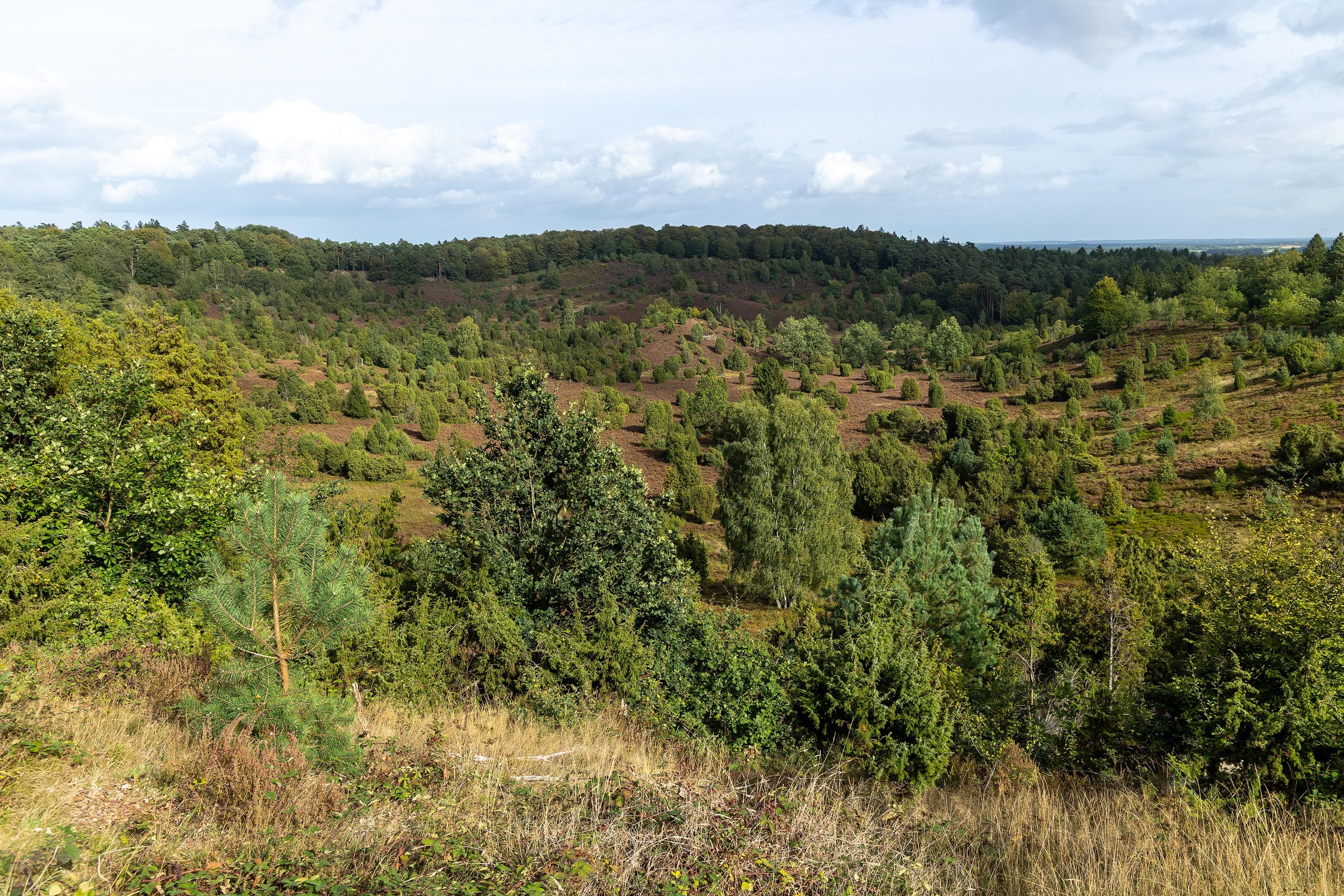 Stand der Heideblüte am Totengrund