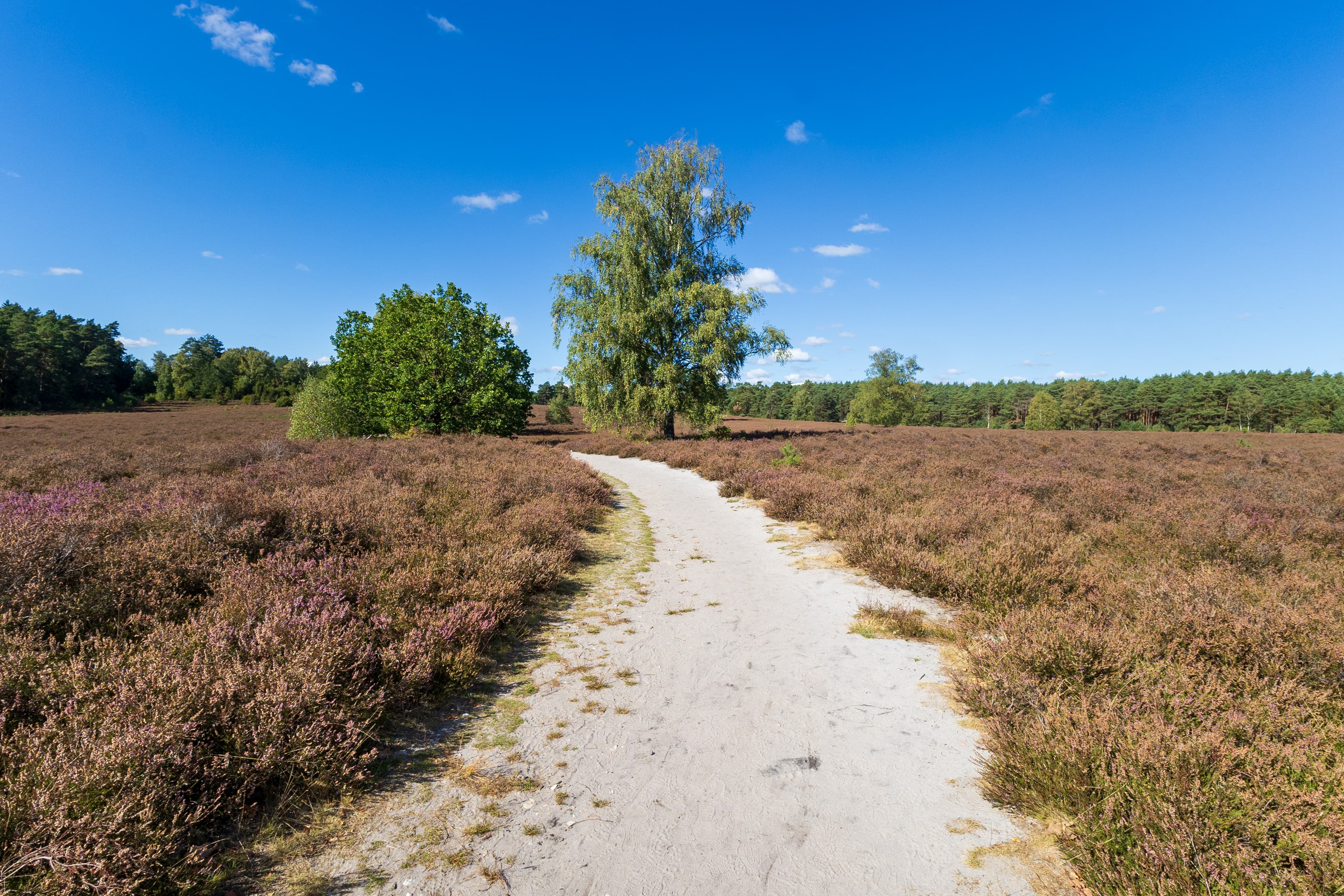Stand der Heideblüte am Wietzer Berg bei Müden/Örtze