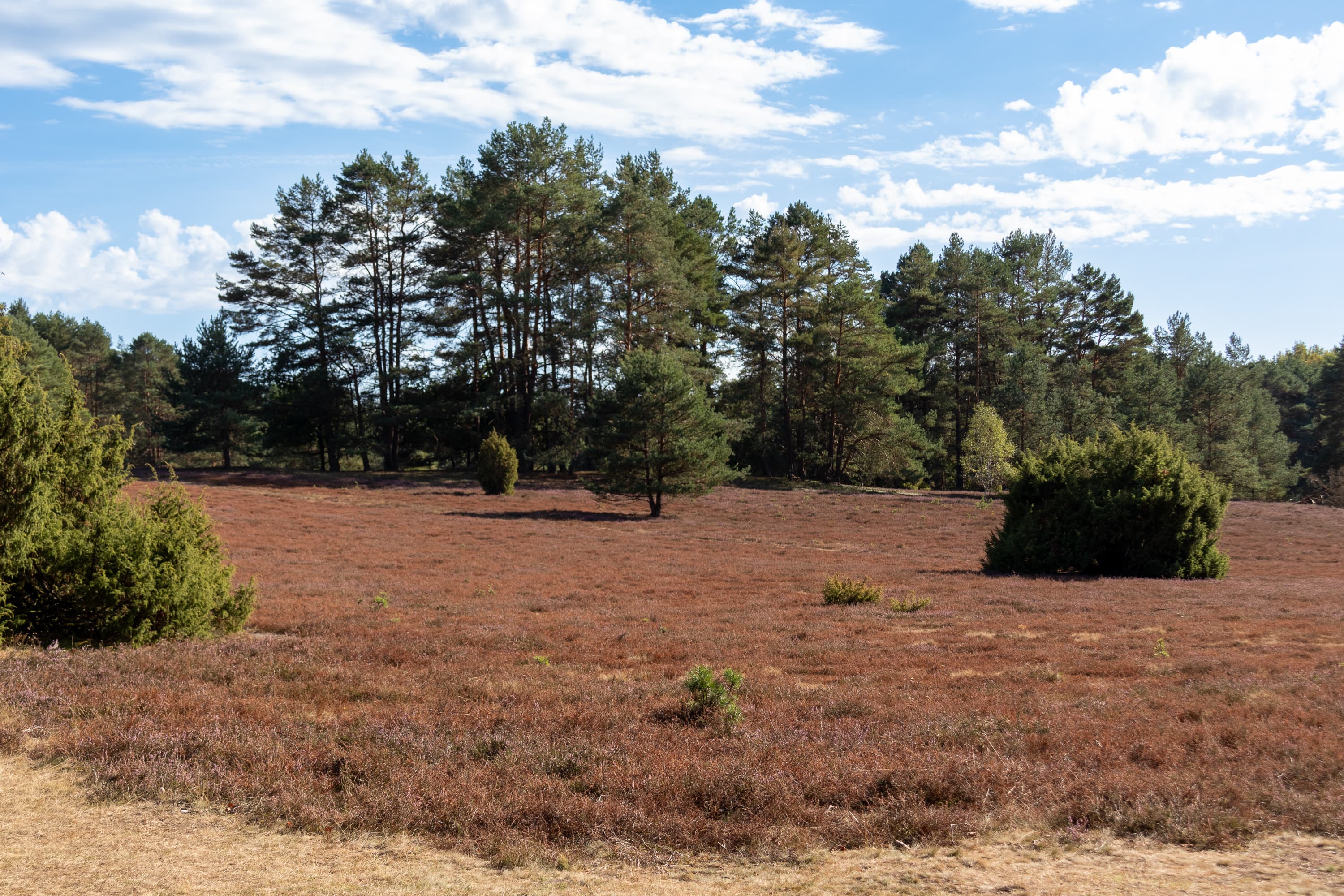 Stand der Heideblüte Misselhorner Heide 22.09.2026