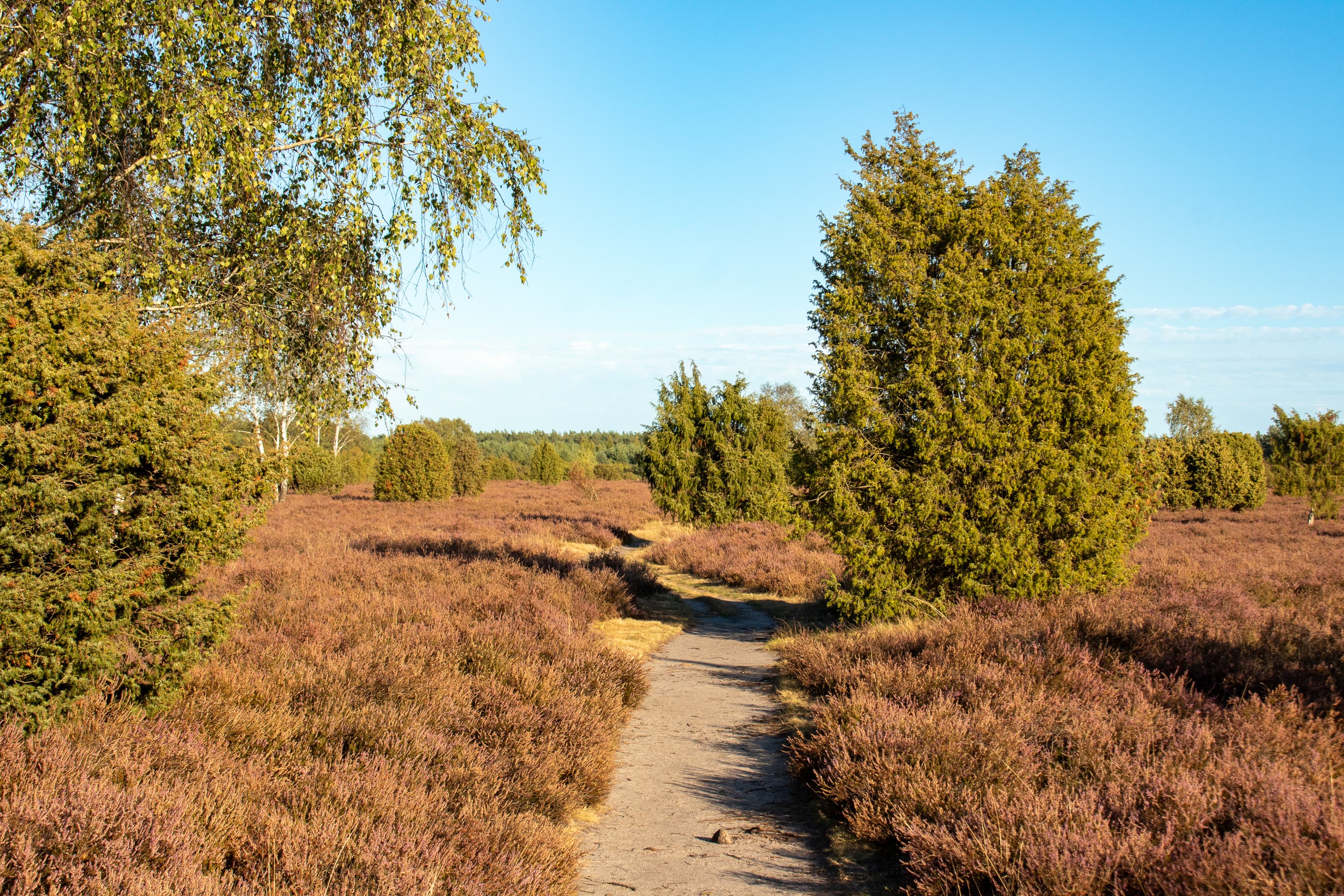 Stand der Heideblüte Wacholderwald, Schmarbek 25.09.2026