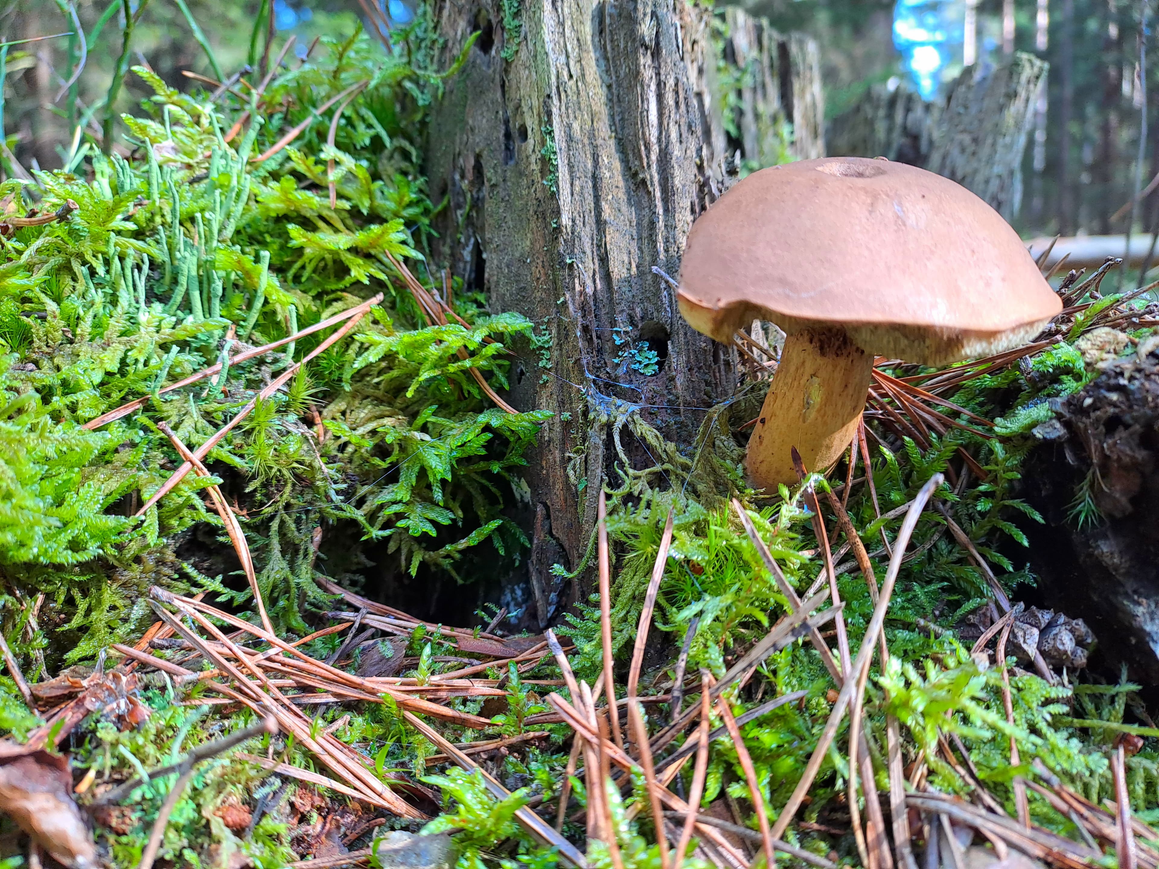 Brauner Pilz zwischen Moos, Nadeln und morschem Holz im Wald.