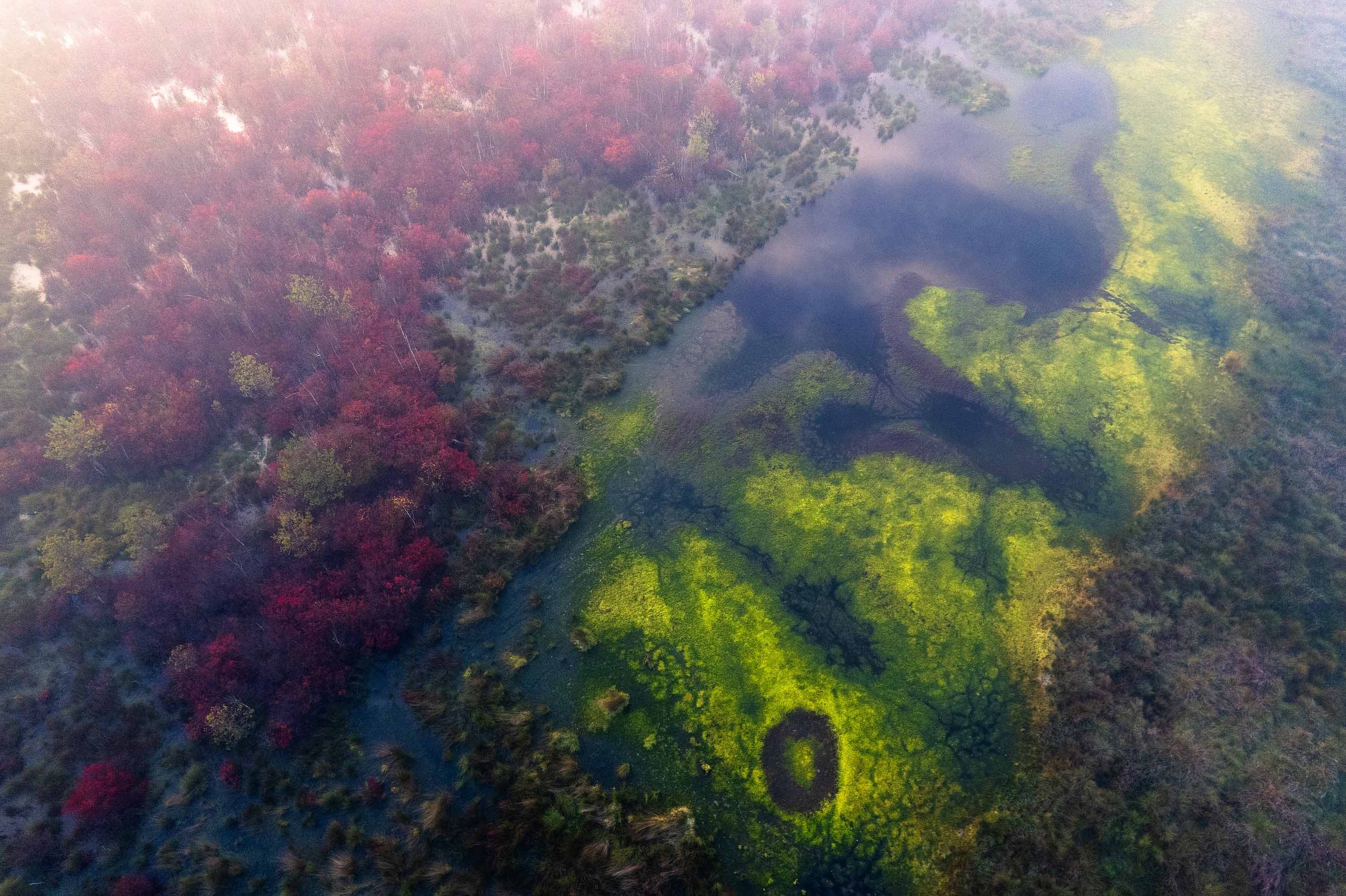 Drohnenblick auf nebliges Moor mit Herbstwald und grün schimmernden Wasserflächen im Becklinger Moor