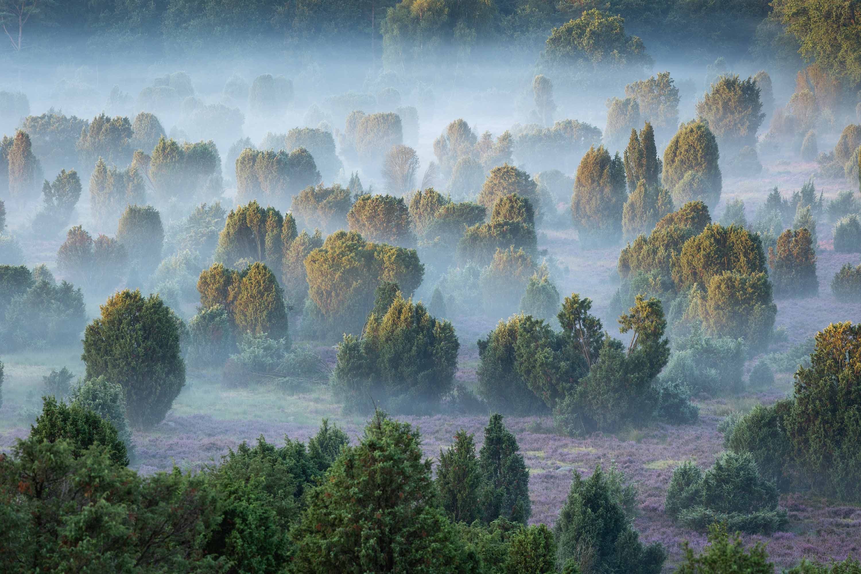 Nebel liegt bei Sonnenaufgang über blühender Heide und Wacholdern im Steingrund.
