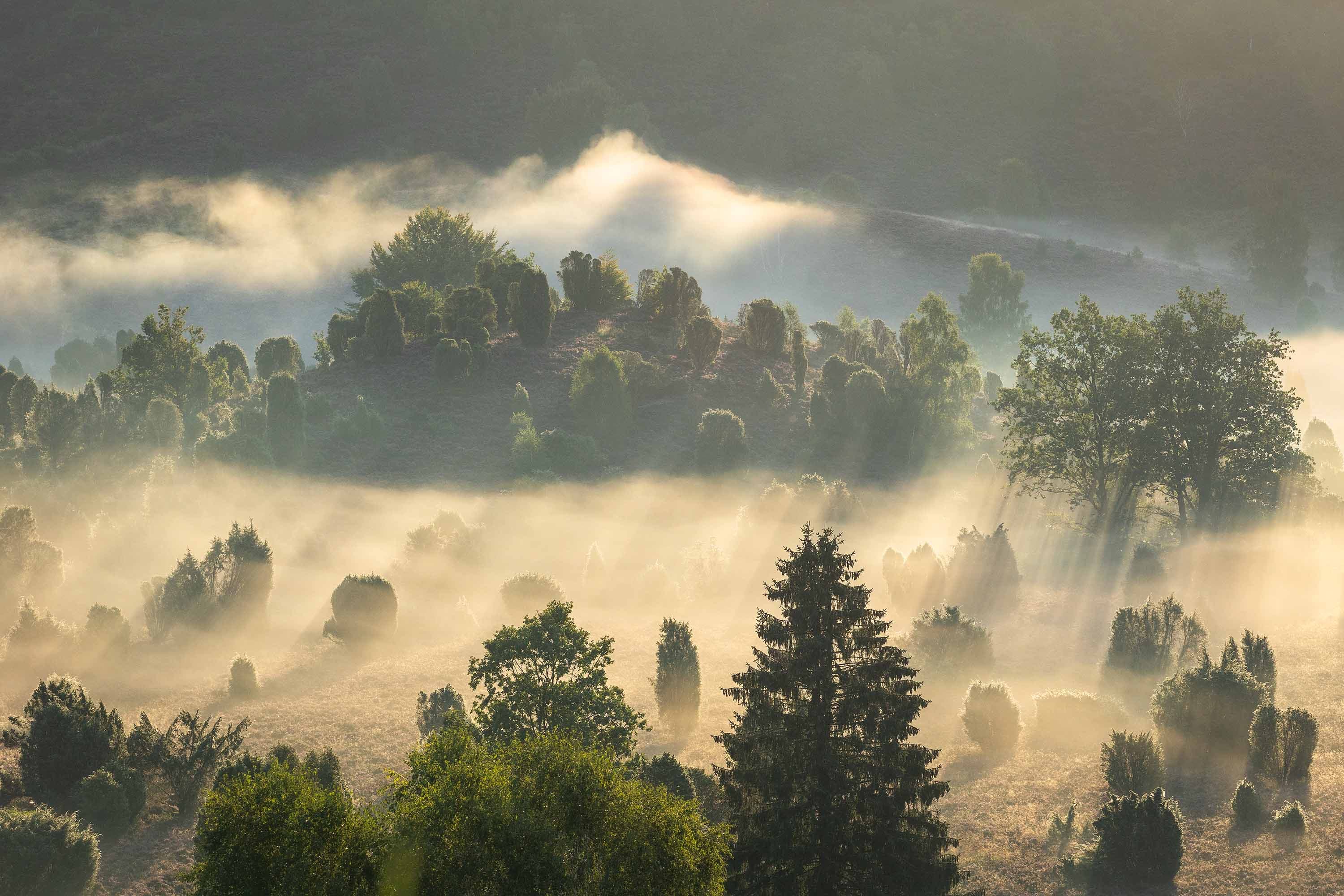 Morgennebel über Heide und Wacholdern im Totengrund bei Sonnenaufgang.