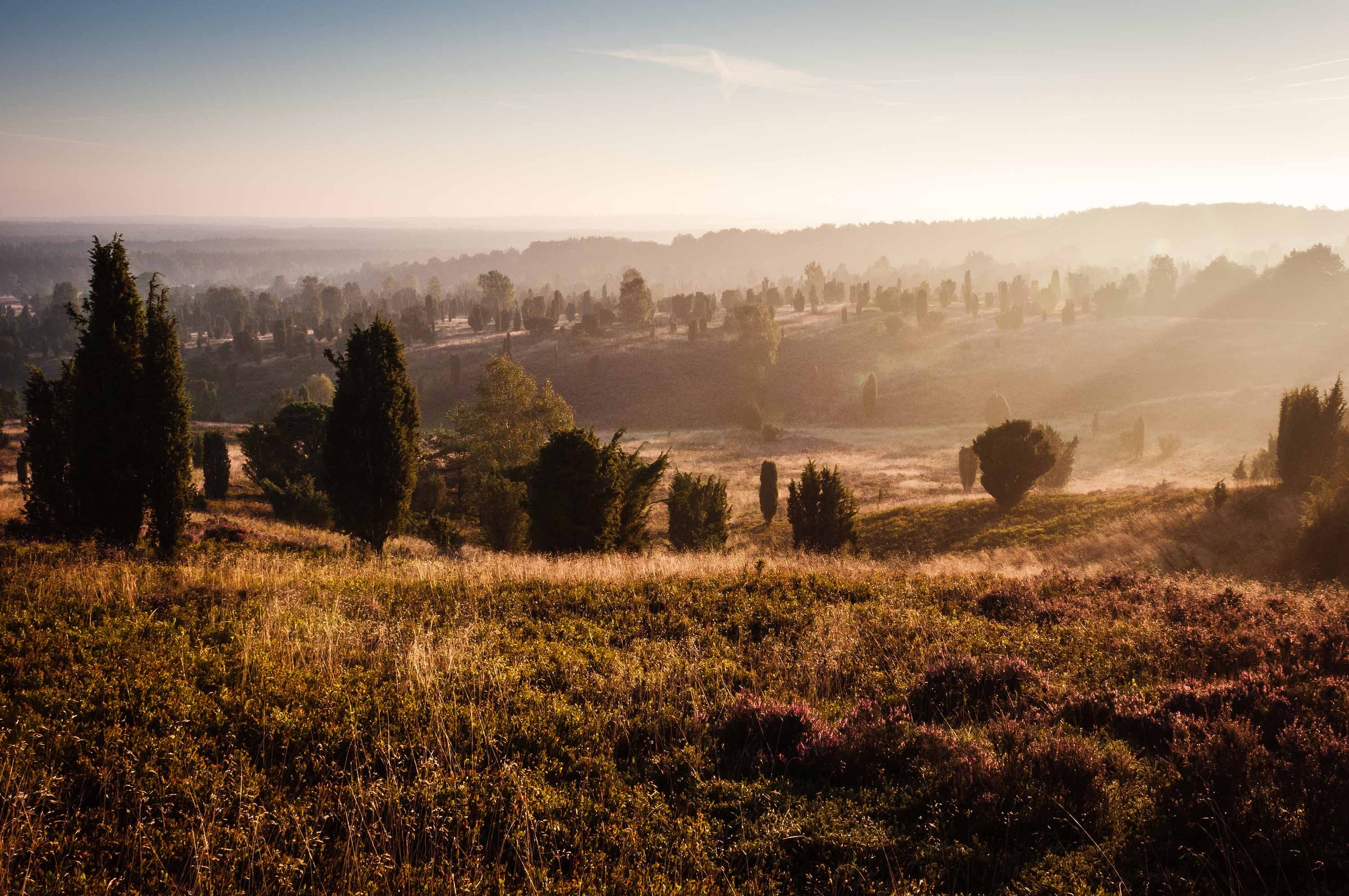 Frühnebel über der Lüneburger Heide am Wilseder Berg im warmen Licht des Sonnenaufgangs.