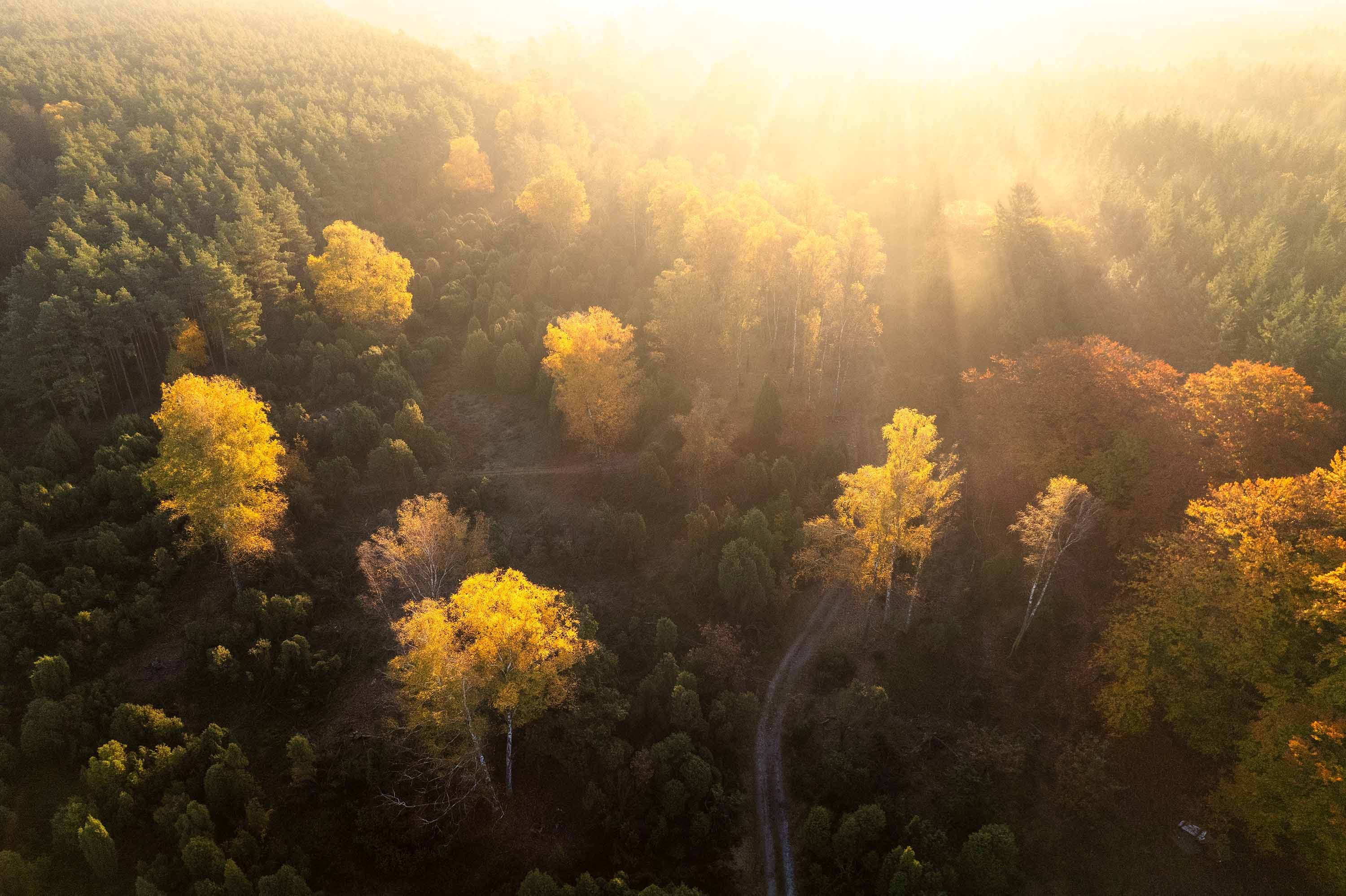 Herbstwald in der Oberoher Heide mit Nebel, Sonnenstrahlen und schmalem Weg.
