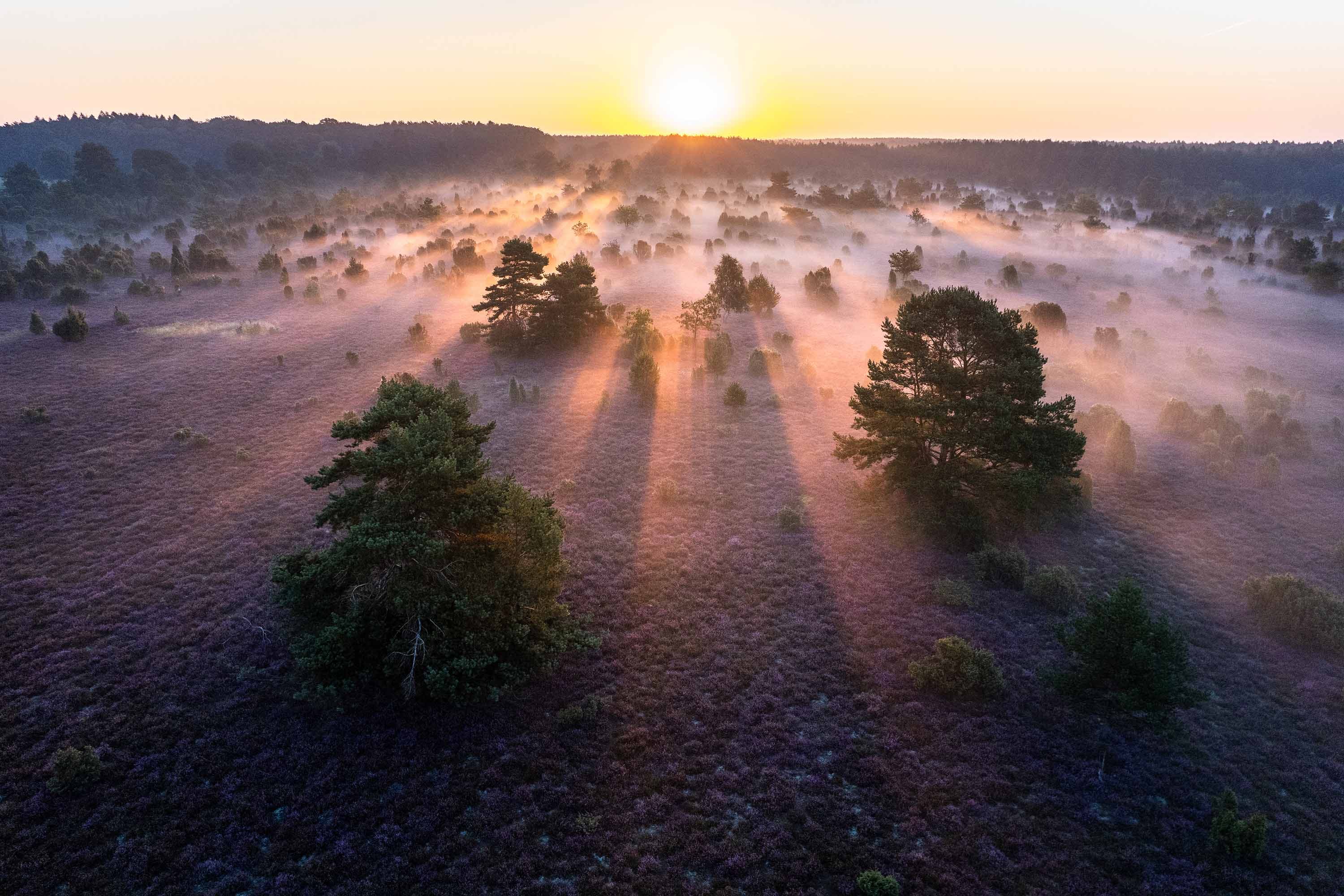 Luftaufnahme der Heideblüte bei Sonnenaufgang mit Nebel, Wacholdern und langen Schatten.