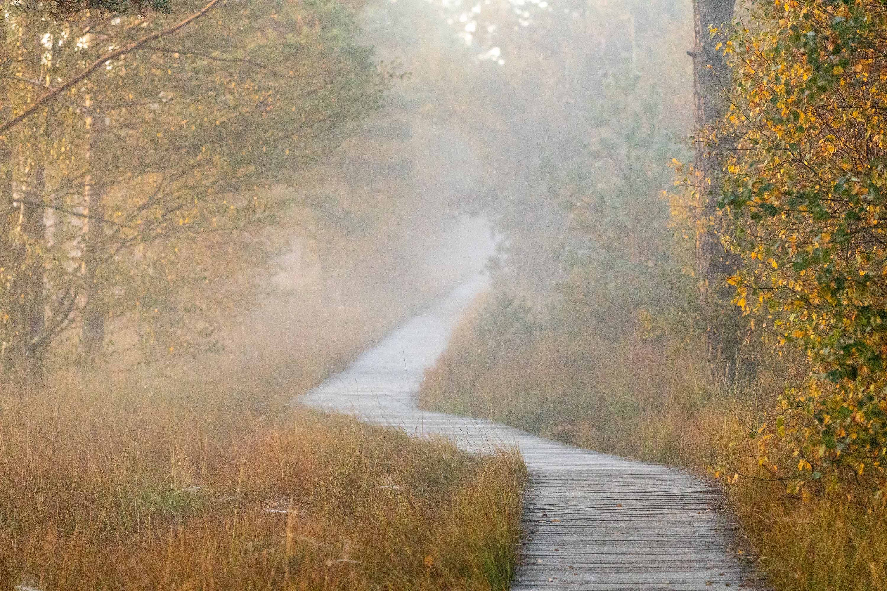 Holzsteg im Pietzmoor bei Schneverdingen im herbstlichen Morgennebel.