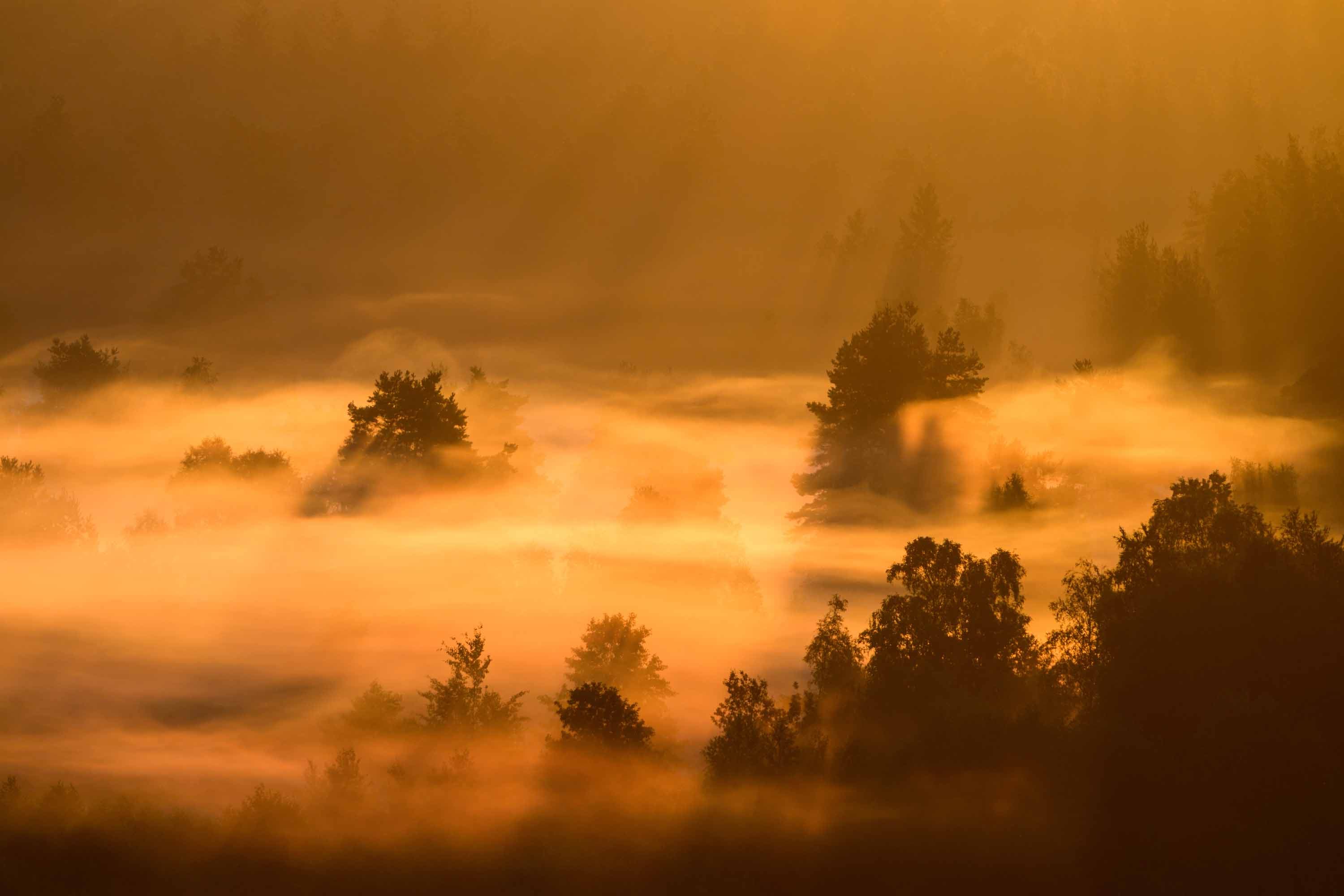 Goldener Sonnenaufgang über der Heidefläche am Tütsberg mit dunklen Baumgruppen.