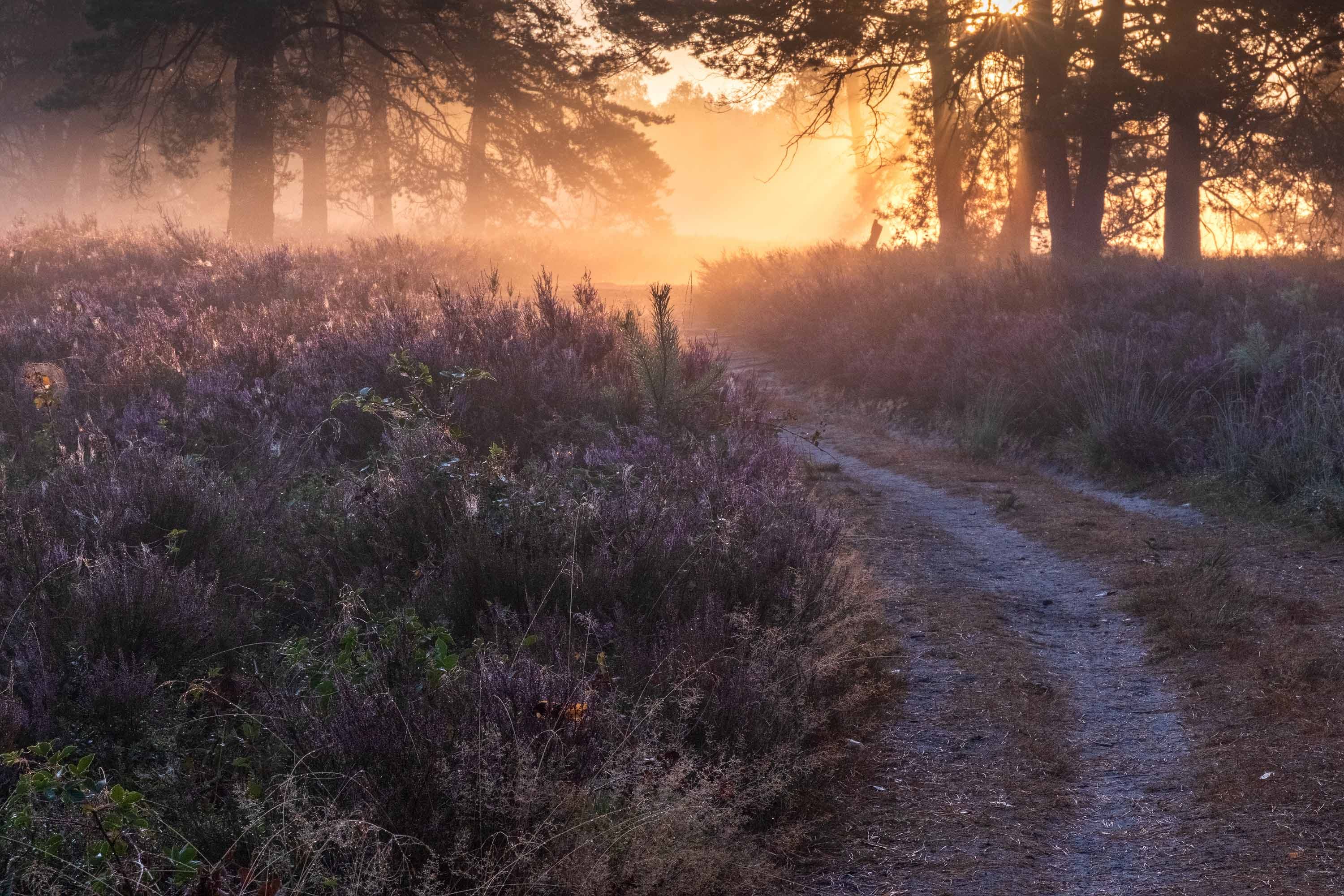 Sonnenaufgang über der Lüneburger Heide: Nebel liegt zwischen Kiefern, violette Heide säumt einen sandigen Weg im warmen Morgenlicht.