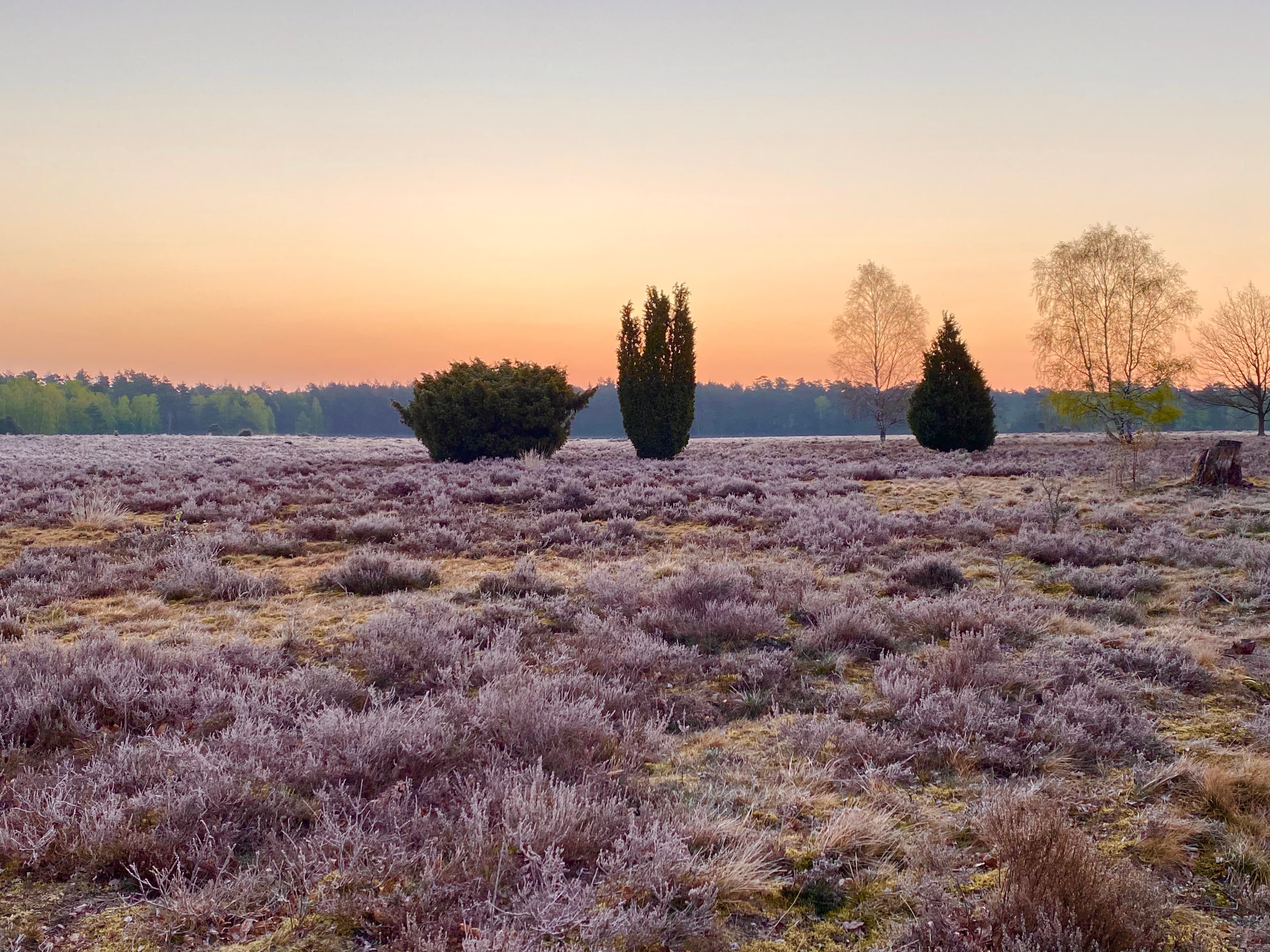 Die Inzmühlener Heide liegt in Inzmühlen bei Handeloh im Landkreis Harburg