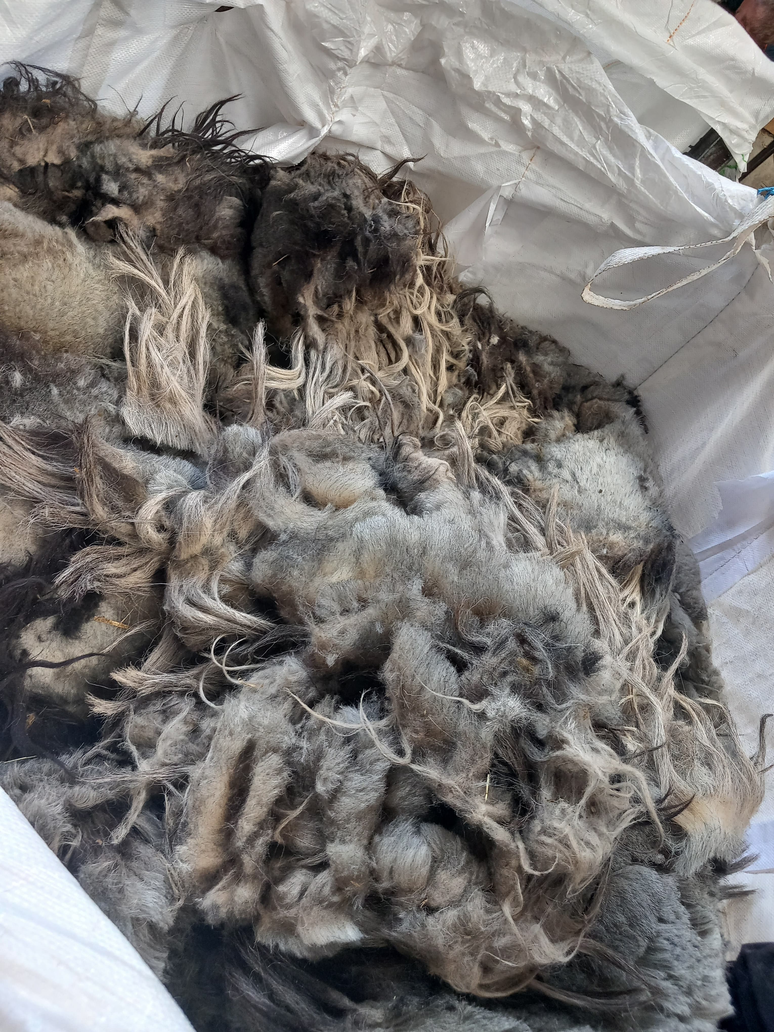 frisch geschorene heidschnuckenwolle in unterschiedlichen grautönen