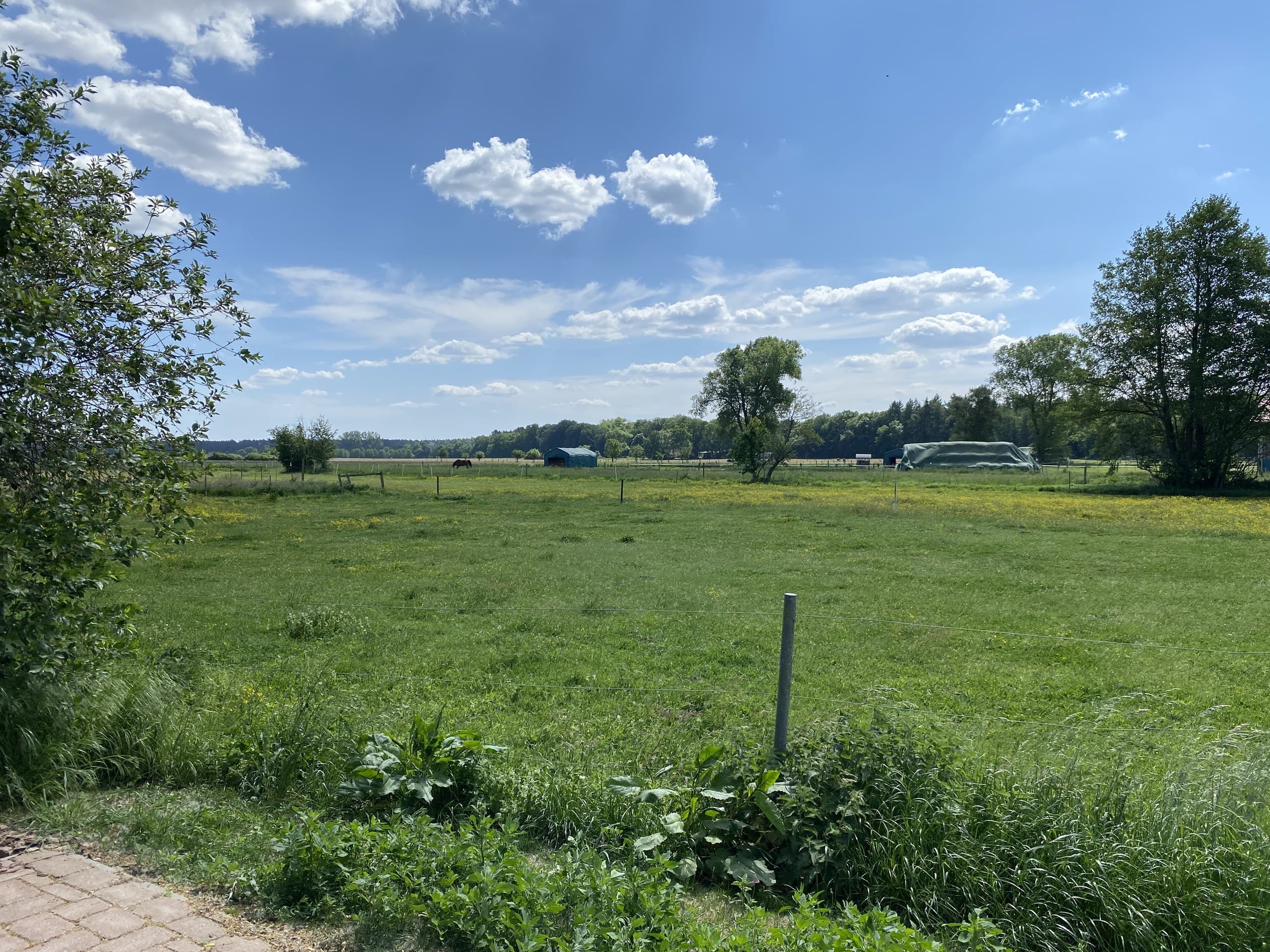 Blick vom HofGut Bockelkathen über weite Weiden mit Pferd und Waldrand