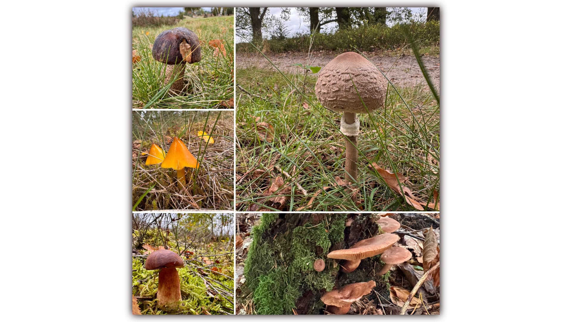 Collage verschiedener Pilze in Gras, Moos und am Baumstamm während einer Pilzwanderung.