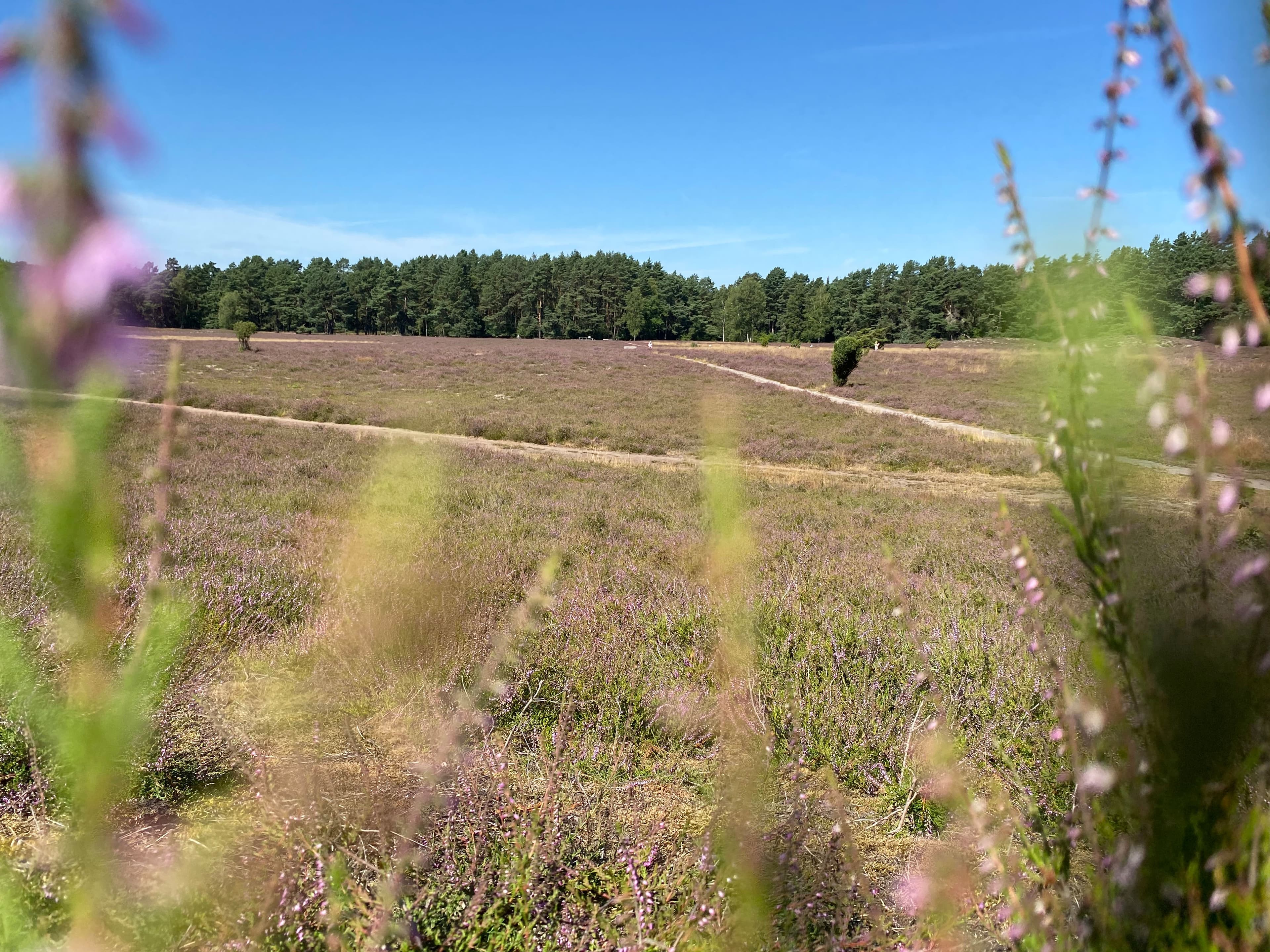 Heideblüte in der Klein Bünstorfer Heide bei Bad Bevensen.
