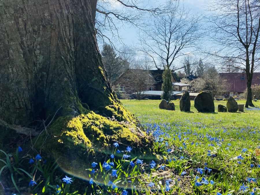 Während der Scilla-Blüte, erstrahlt der philosophische Steingarten auch aus den verschiedensten Perspektiven.