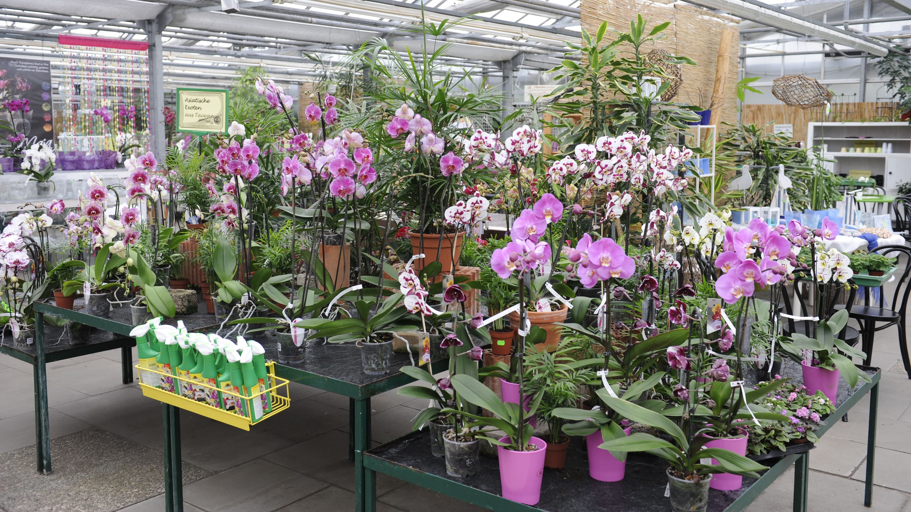 Orchideenzentrum Wichmann Celle