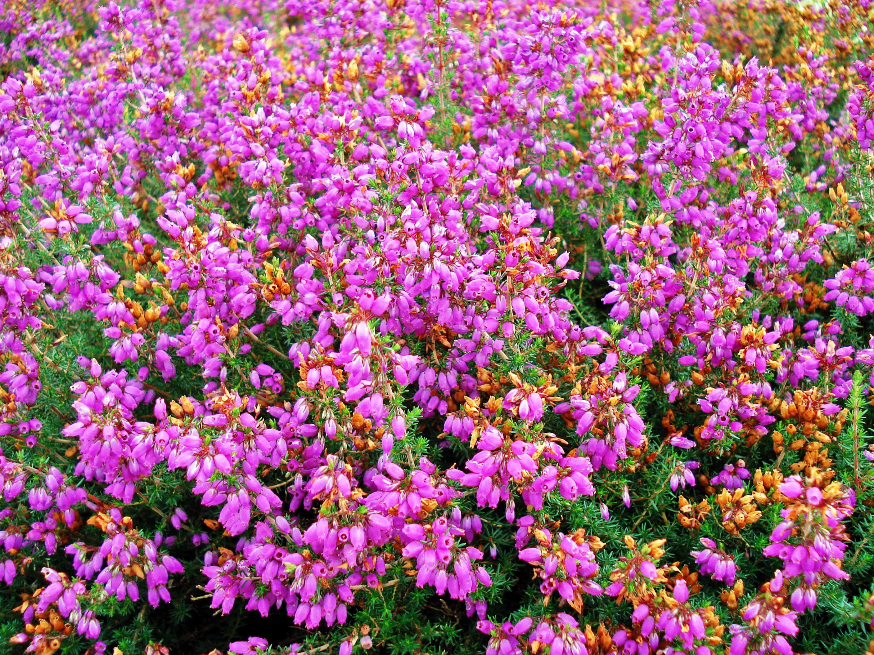 Schneverdingen Heidegarten