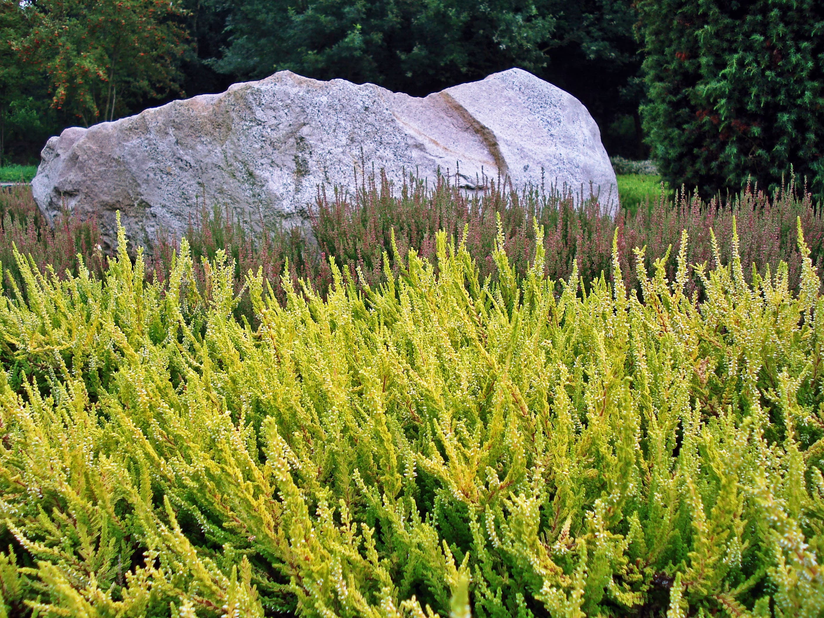 Schneverdingen: Area Lüneburger Conservation Heather | Höpen and Heide Garden