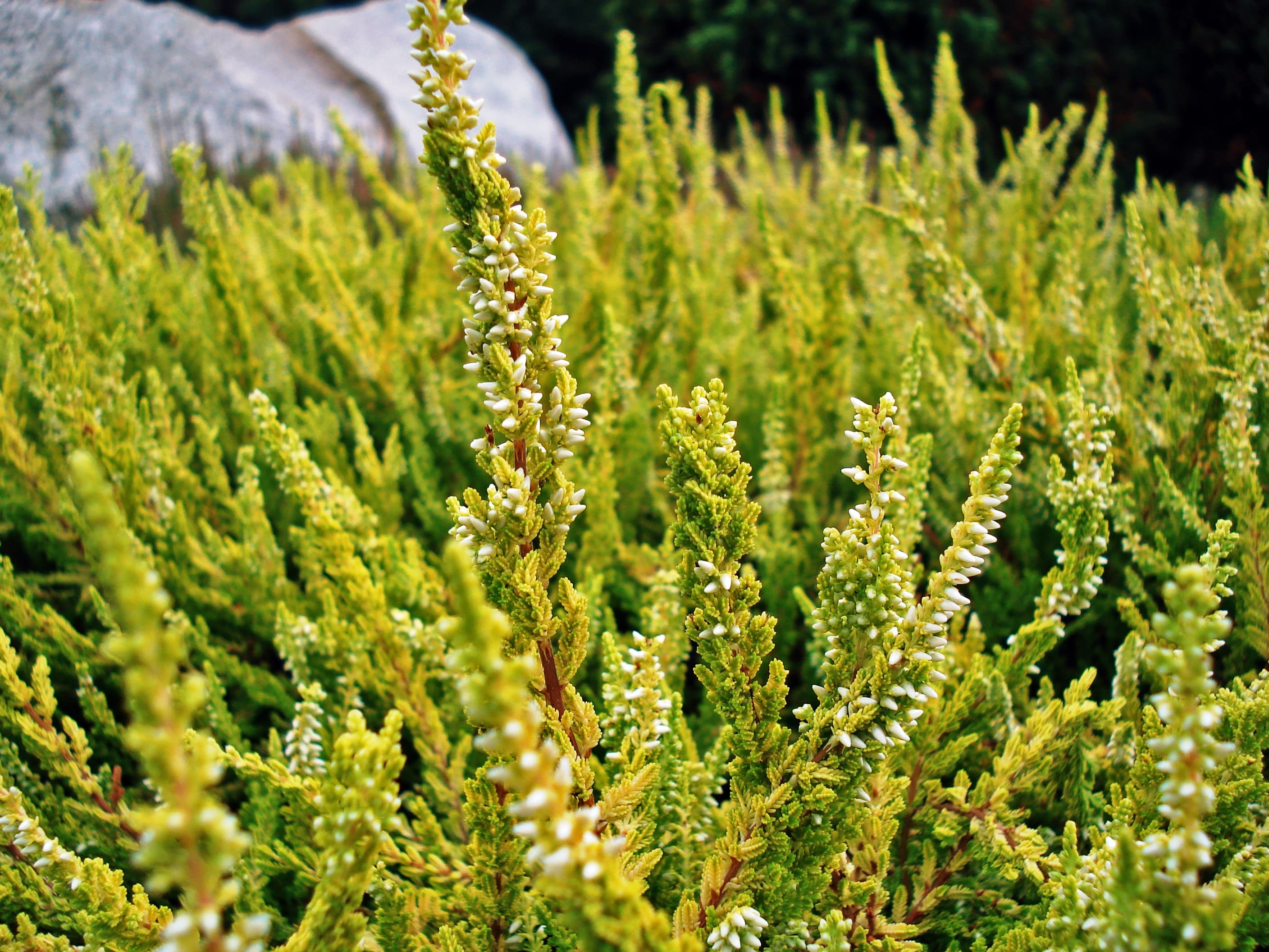 Schneverdingen Heidegarten