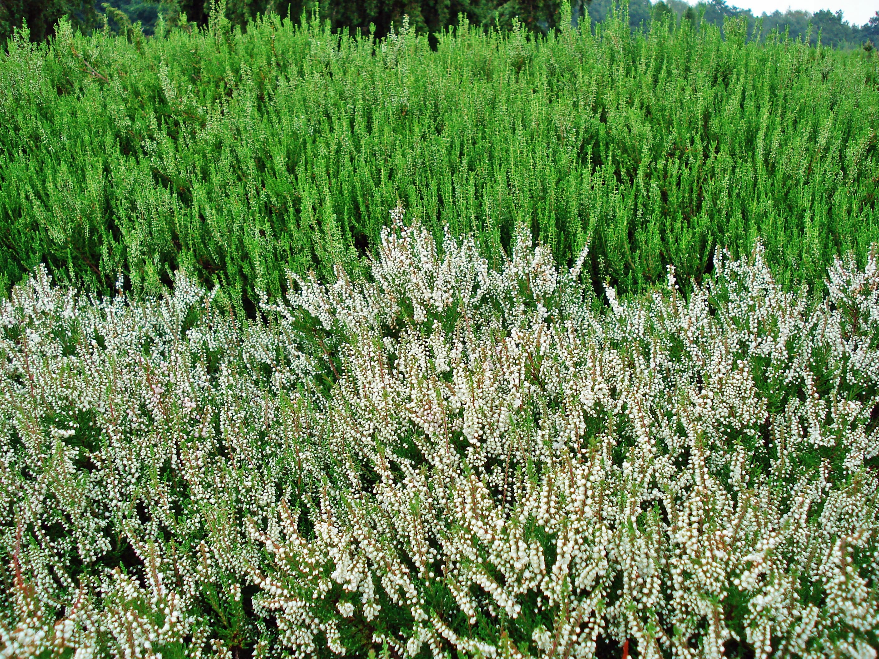 Schneverdingen Heidegarten