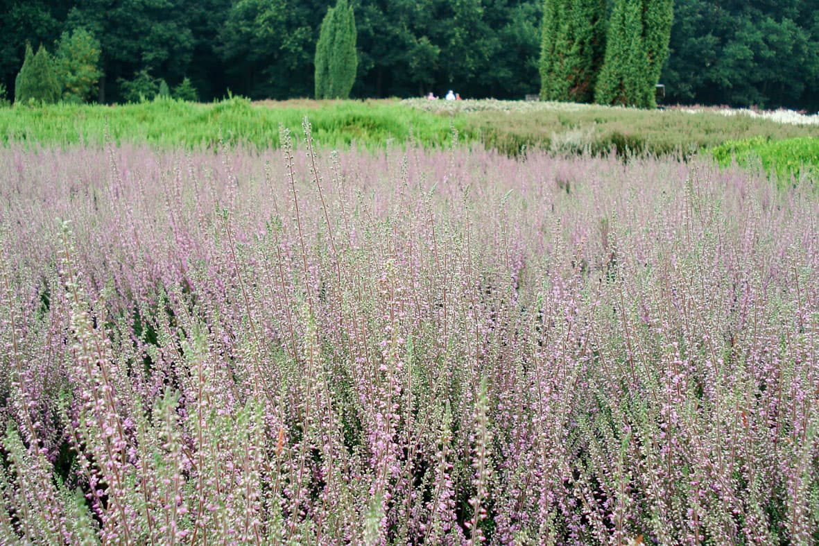 Heidegarten Schneverdingen