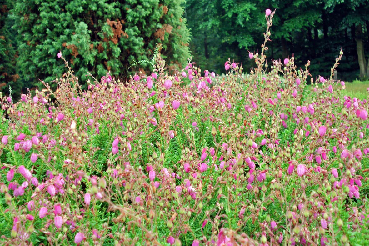 Heidegarten Schneverdingen