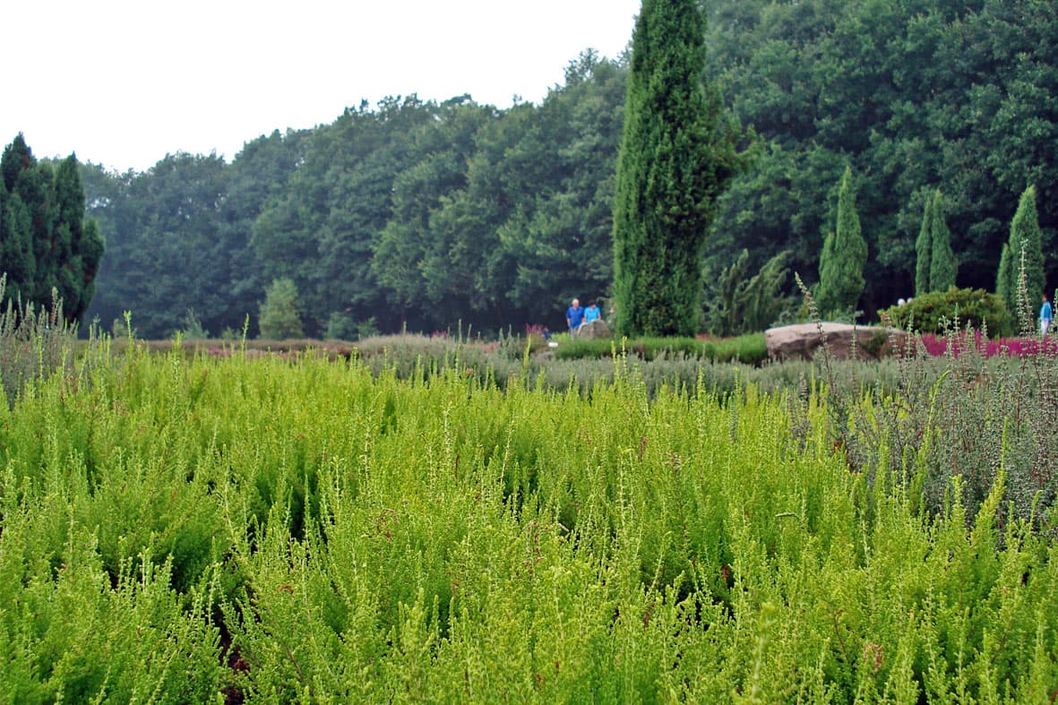 Heidegarten Schneverdingen