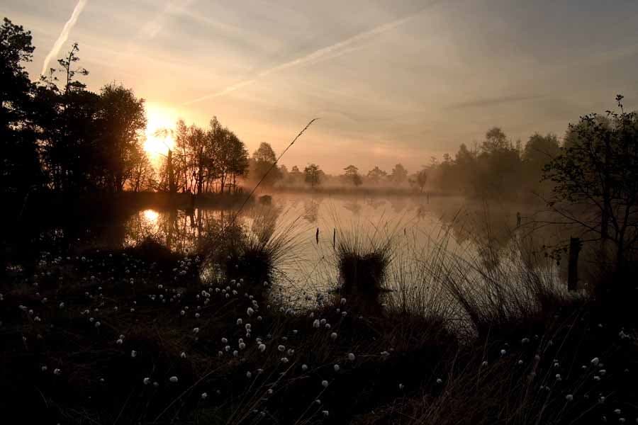 Sonnenaufgang während der Wollgras Blüte