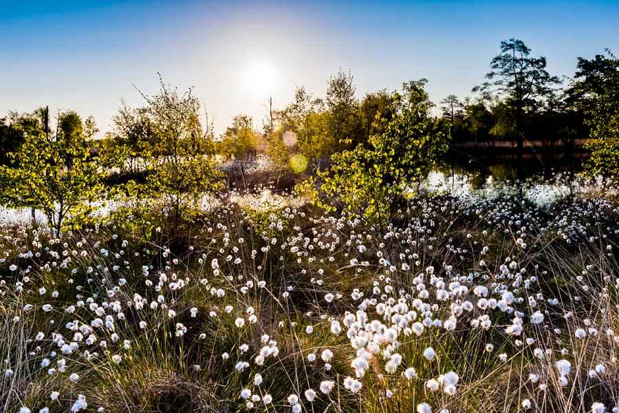 Wollgrasblüte im Pietzmoor