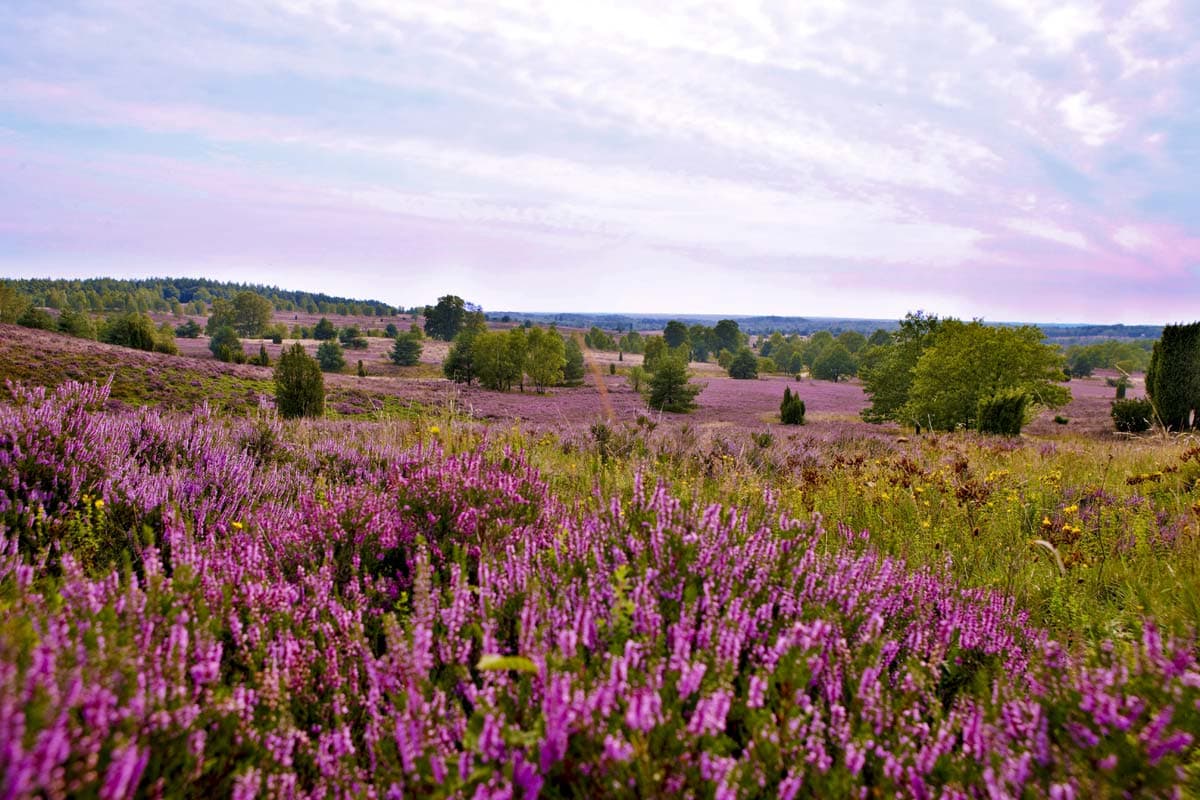 Naturpark Lüneburger Heide